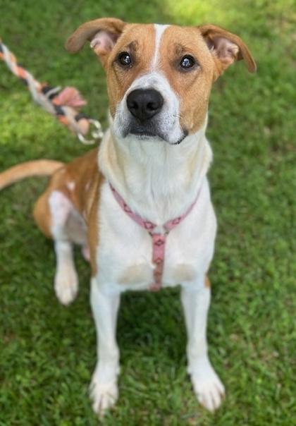 Enlarge Spice, a Adoptable mixed breed in Malvern, PA image 3/3