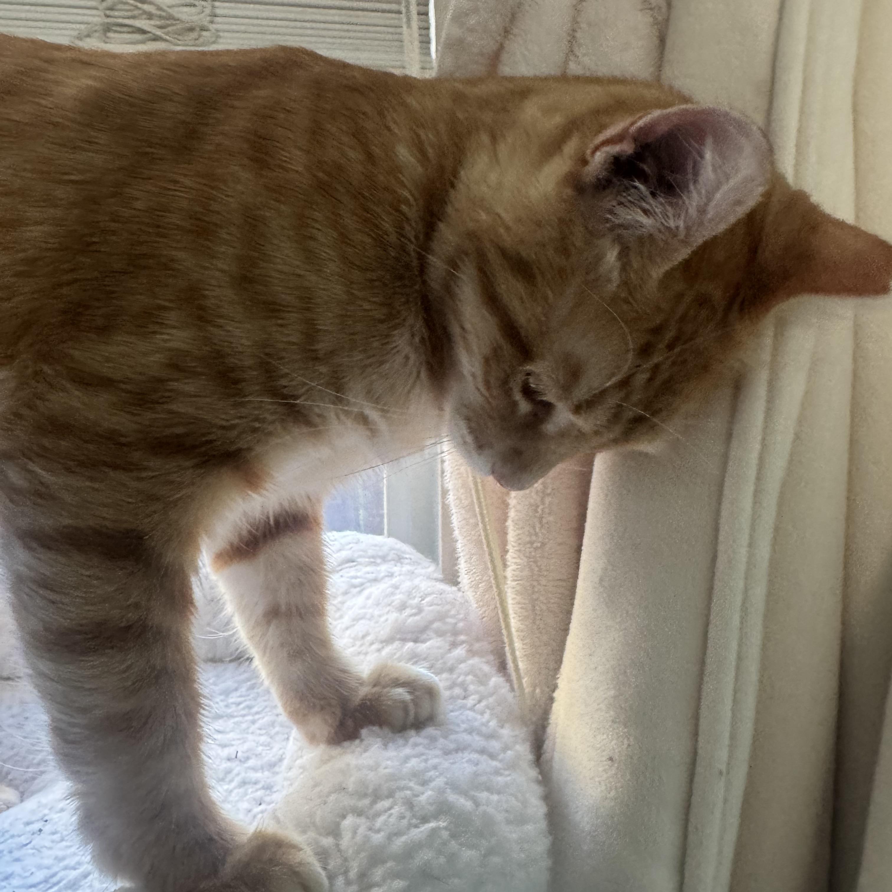 Enlarge Ms. Marmalade, a Adoptable Domestic Short Hair in Salt Lake City, UT image 6/6