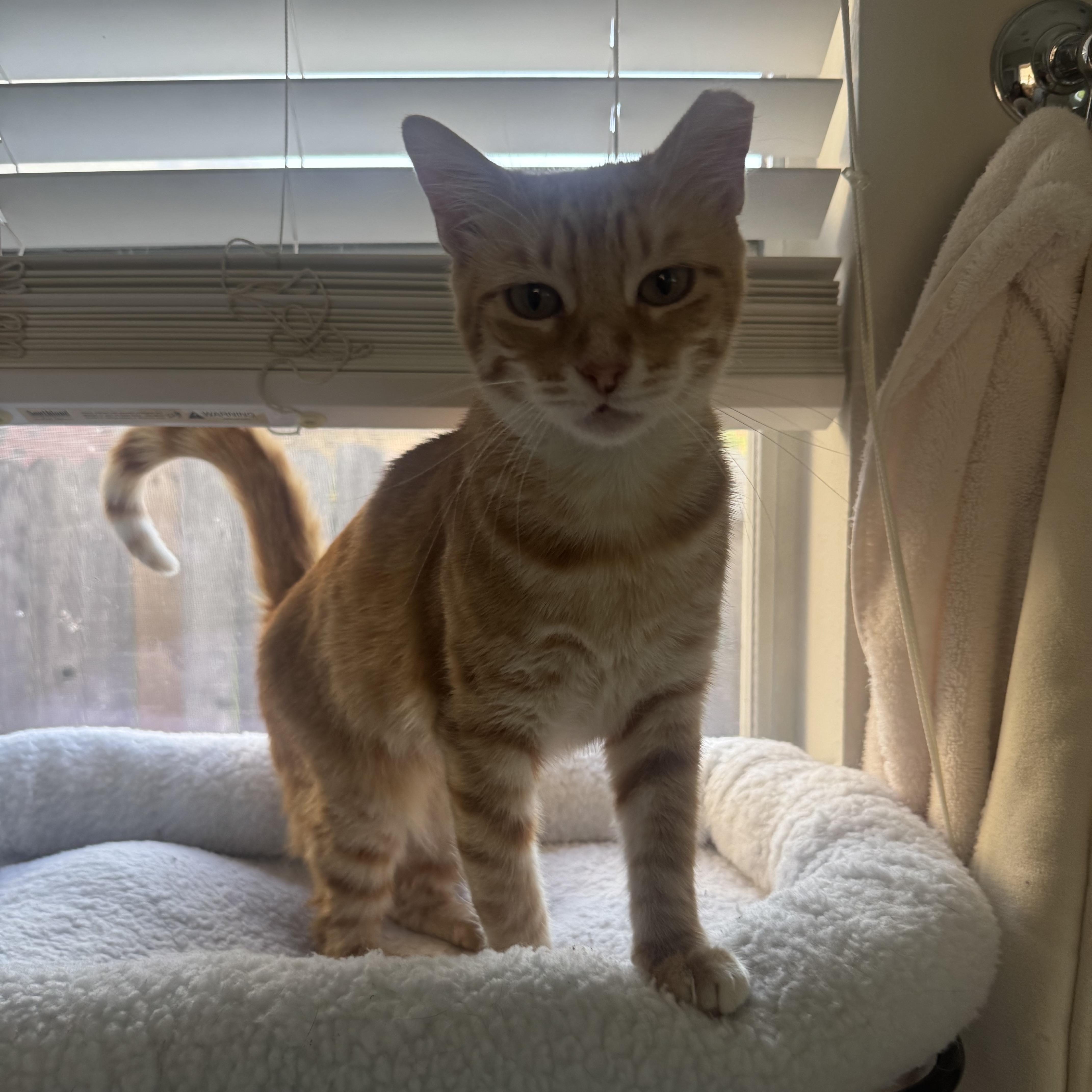 Enlarge Ms. Marmalade, a Adoptable Domestic Short Hair in Salt Lake City, UT image 1/6
