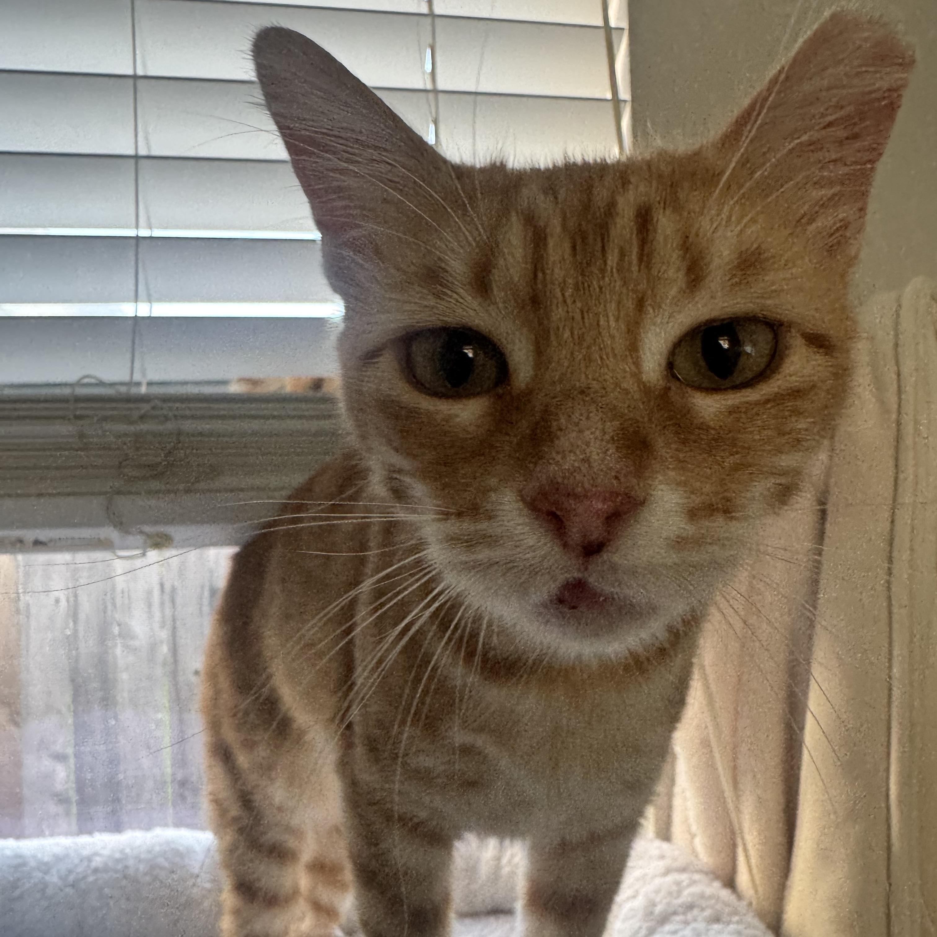 Enlarge Ms. Marmalade, a Adoptable Domestic Short Hair in Salt Lake City, UT image 2/6