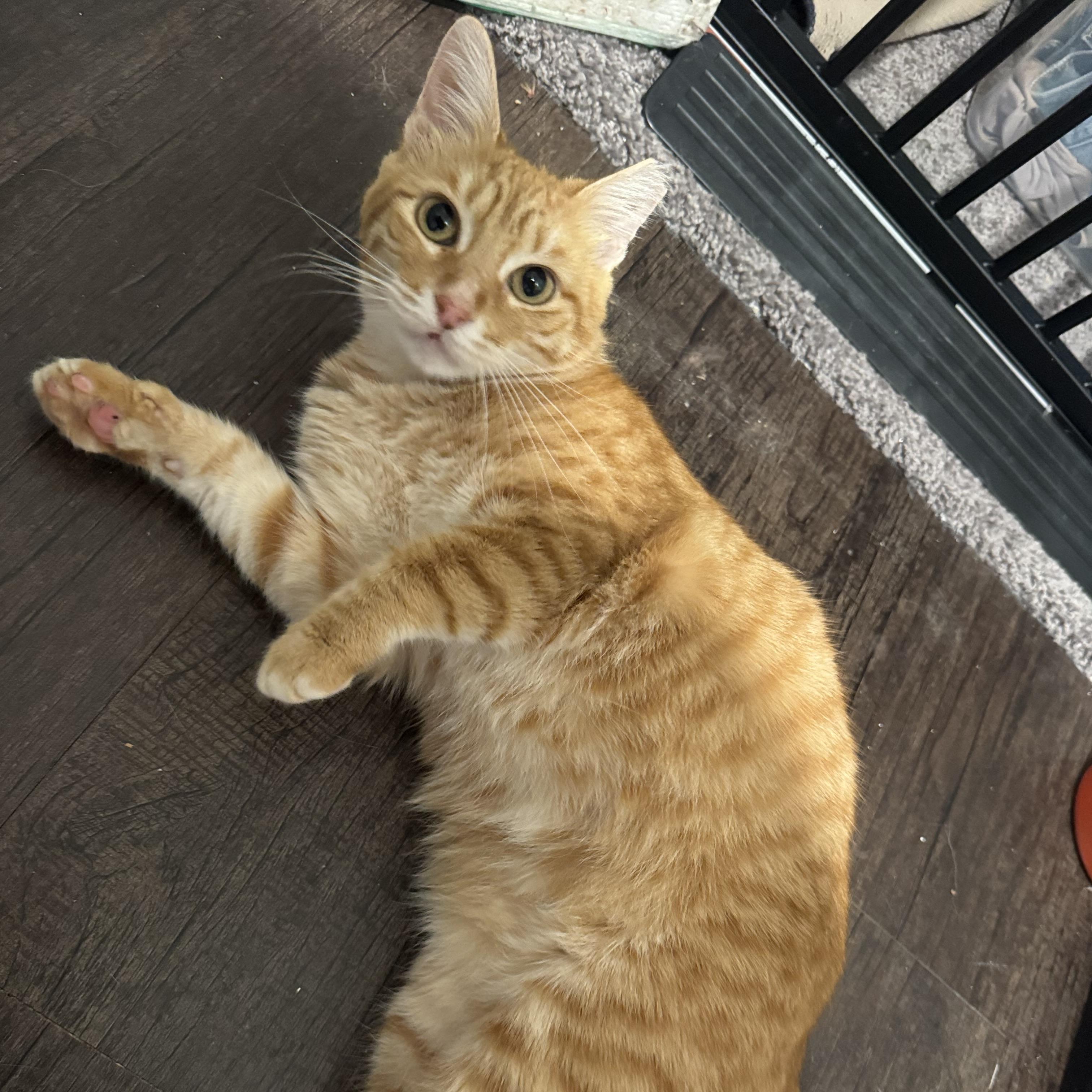 Enlarge Ms. Marmalade, a Adoptable Domestic Short Hair in Salt Lake City, UT image 3/6