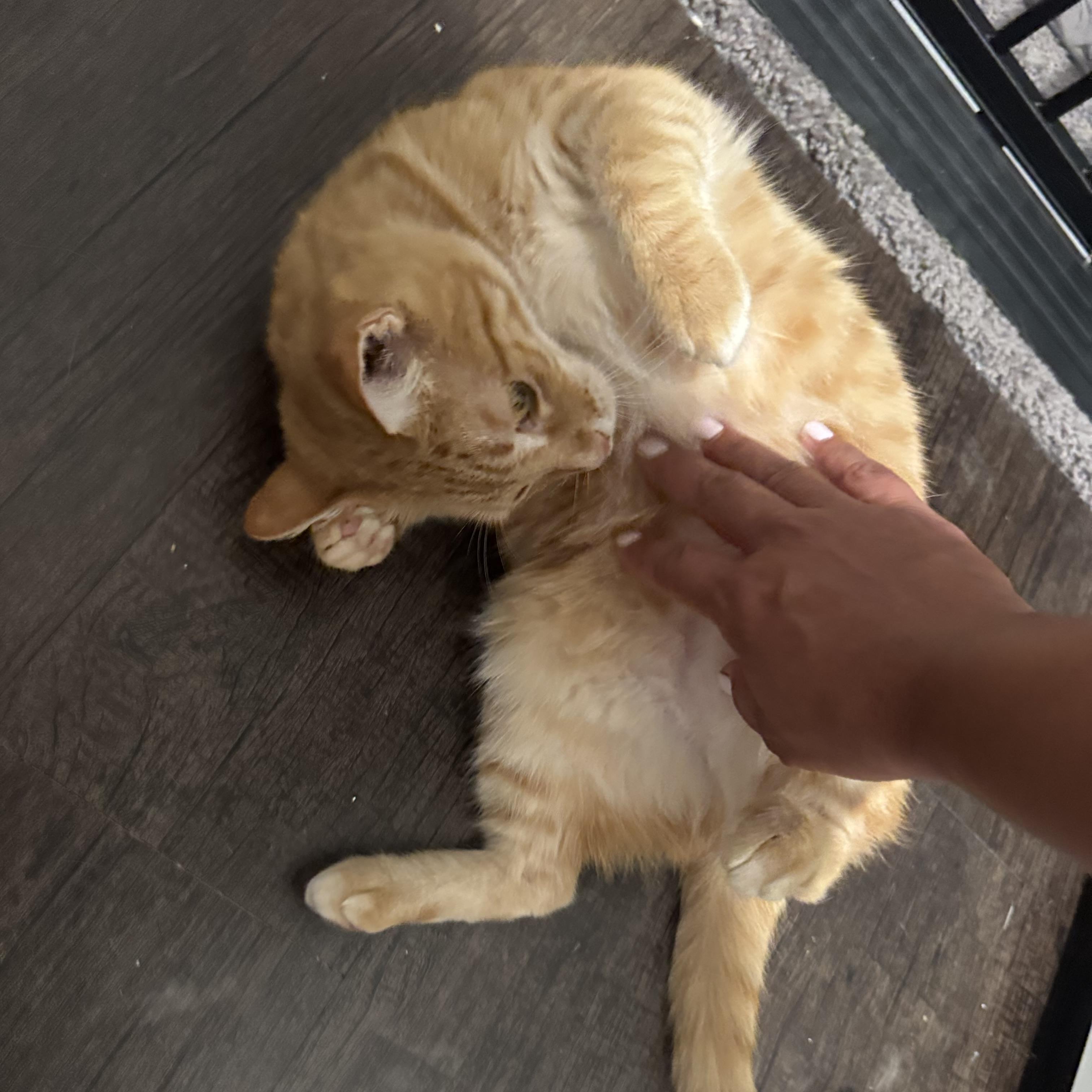 Enlarge Ms. Marmalade, a Adoptable Domestic Short Hair in Salt Lake City, UT image 4/6