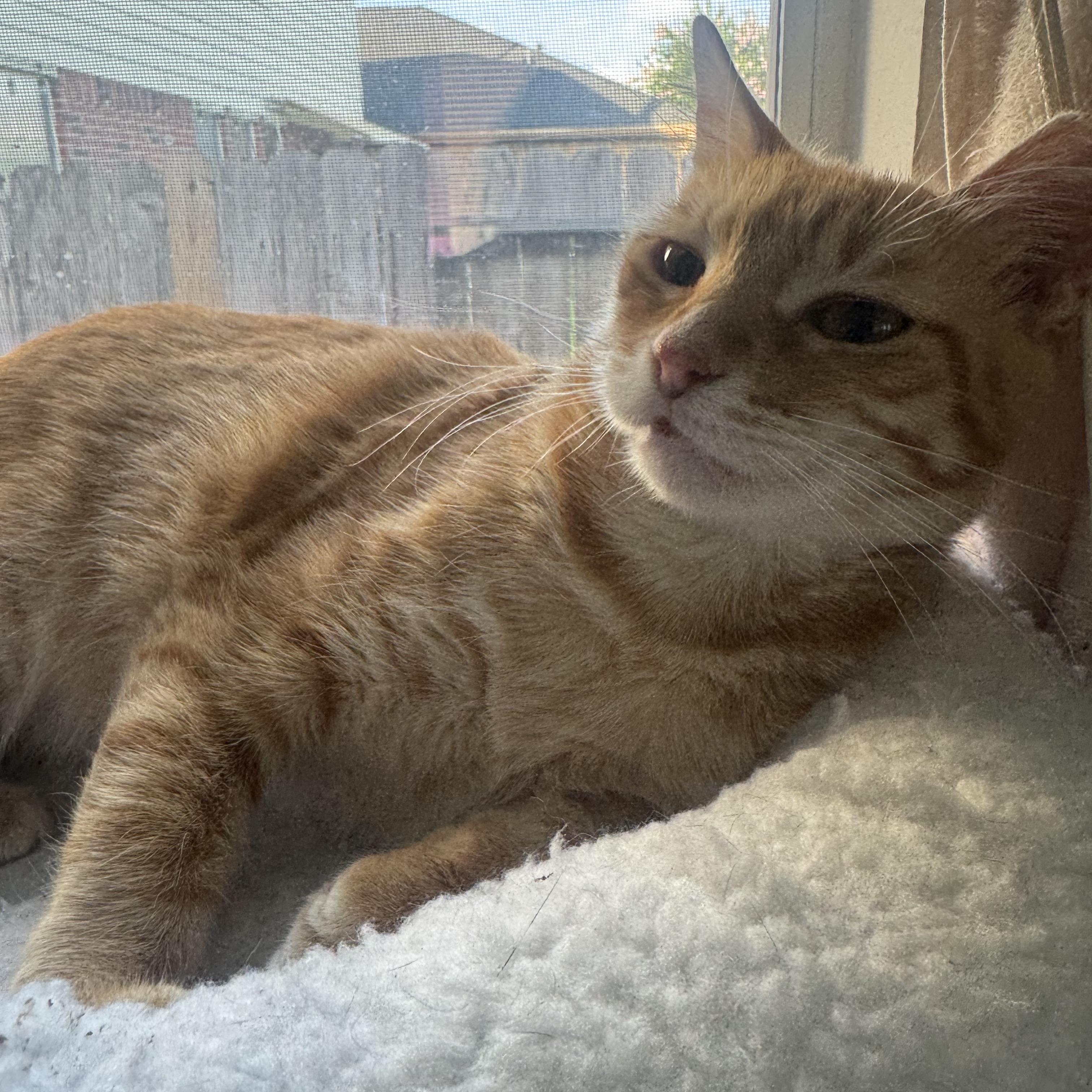 Enlarge Ms. Marmalade, a Adoptable Domestic Short Hair in Salt Lake City, UT image 5/6