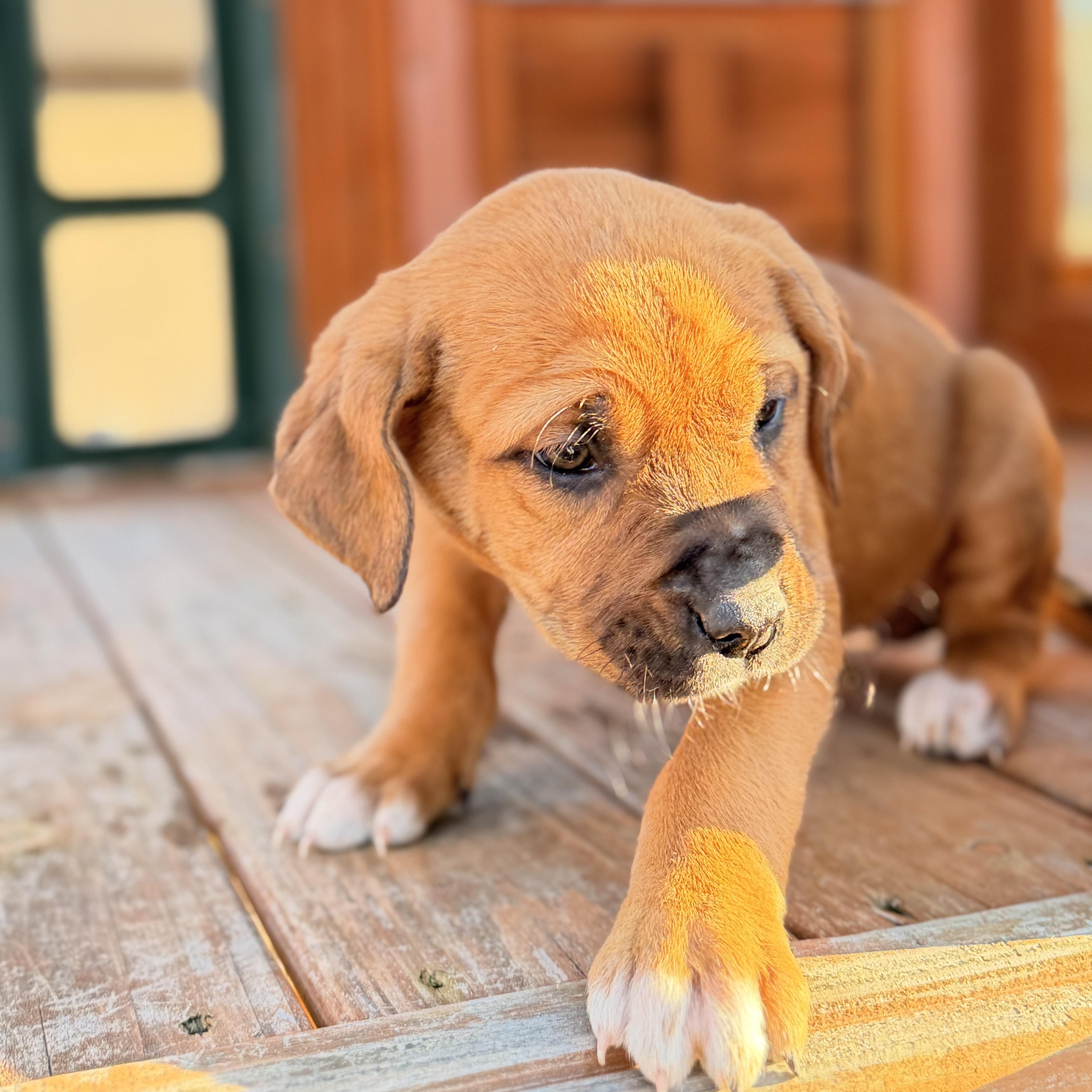 Enlarge Cierra , an adopted mixed breed in Hartford, CT image 6/6