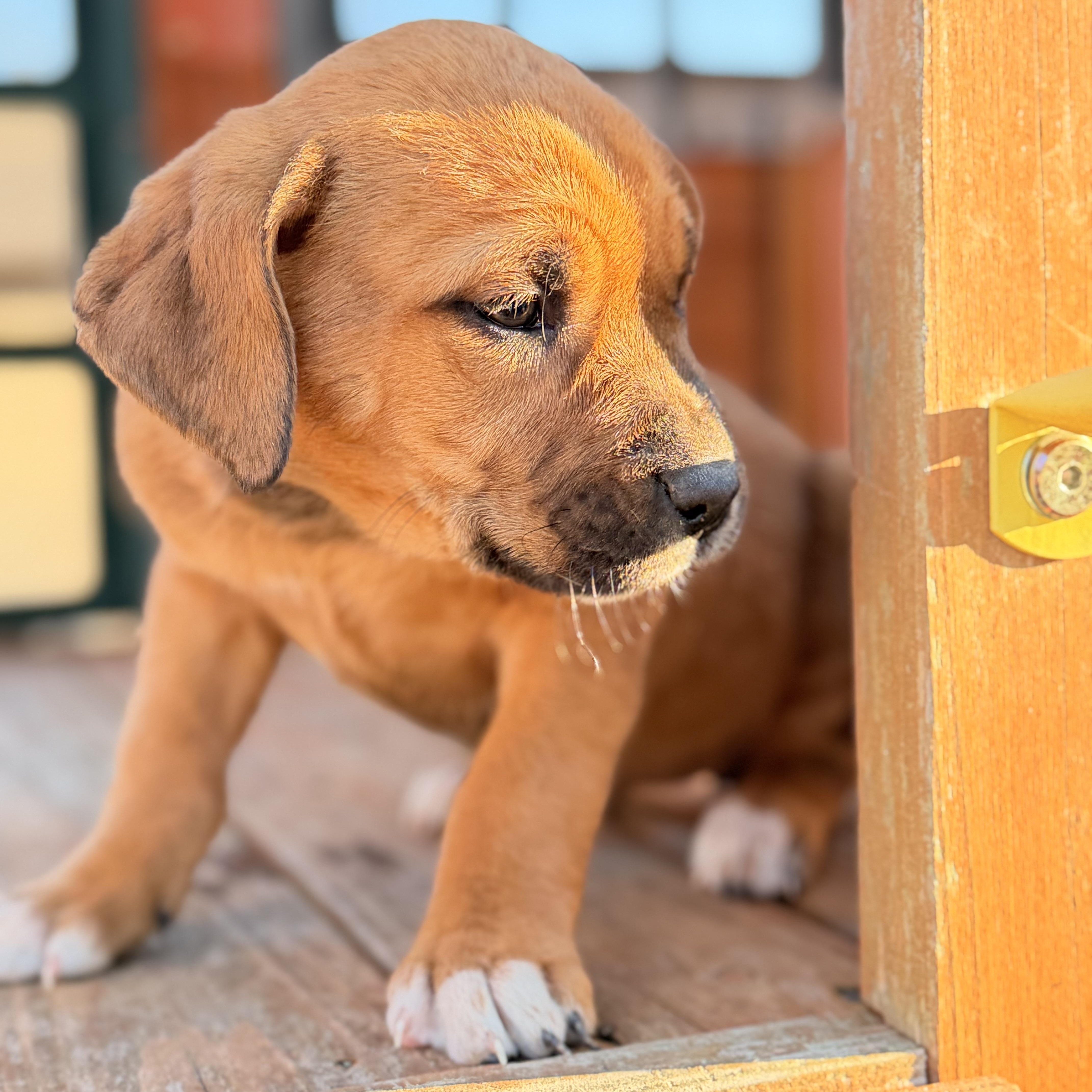 Enlarge Cierra , an adopted mixed breed in Hartford, CT image 5/6