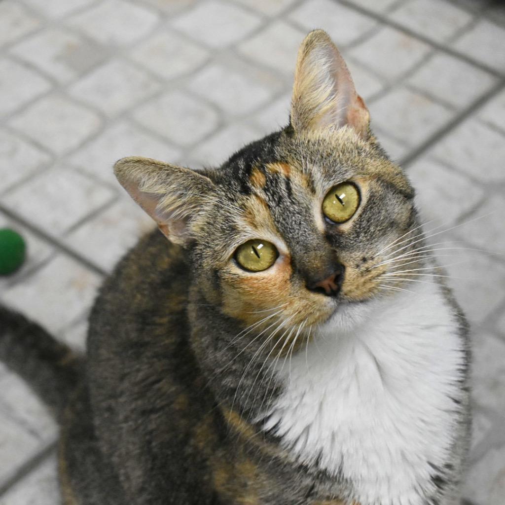 Trinity, Adoptable, Young Female Domestic Short Hair.