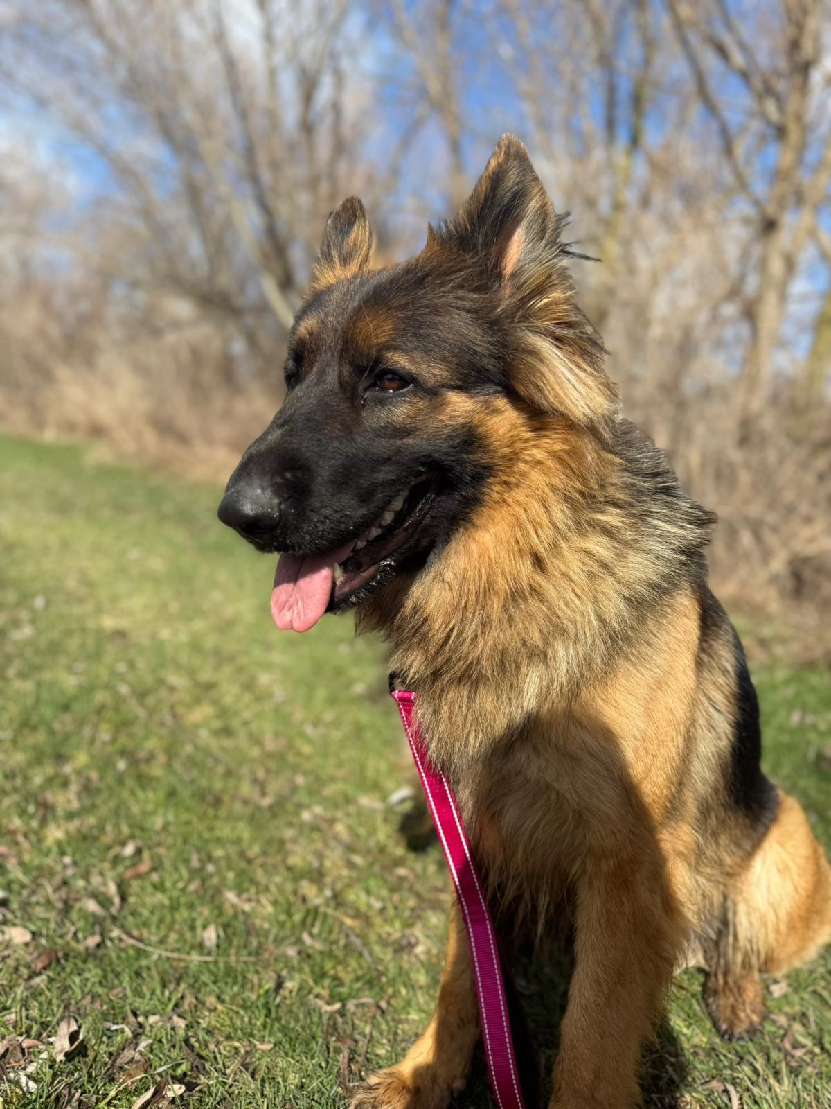 Enlarge Cali, a ADOPTABLE German Shepherd Dog in Everett, ON image 2/4