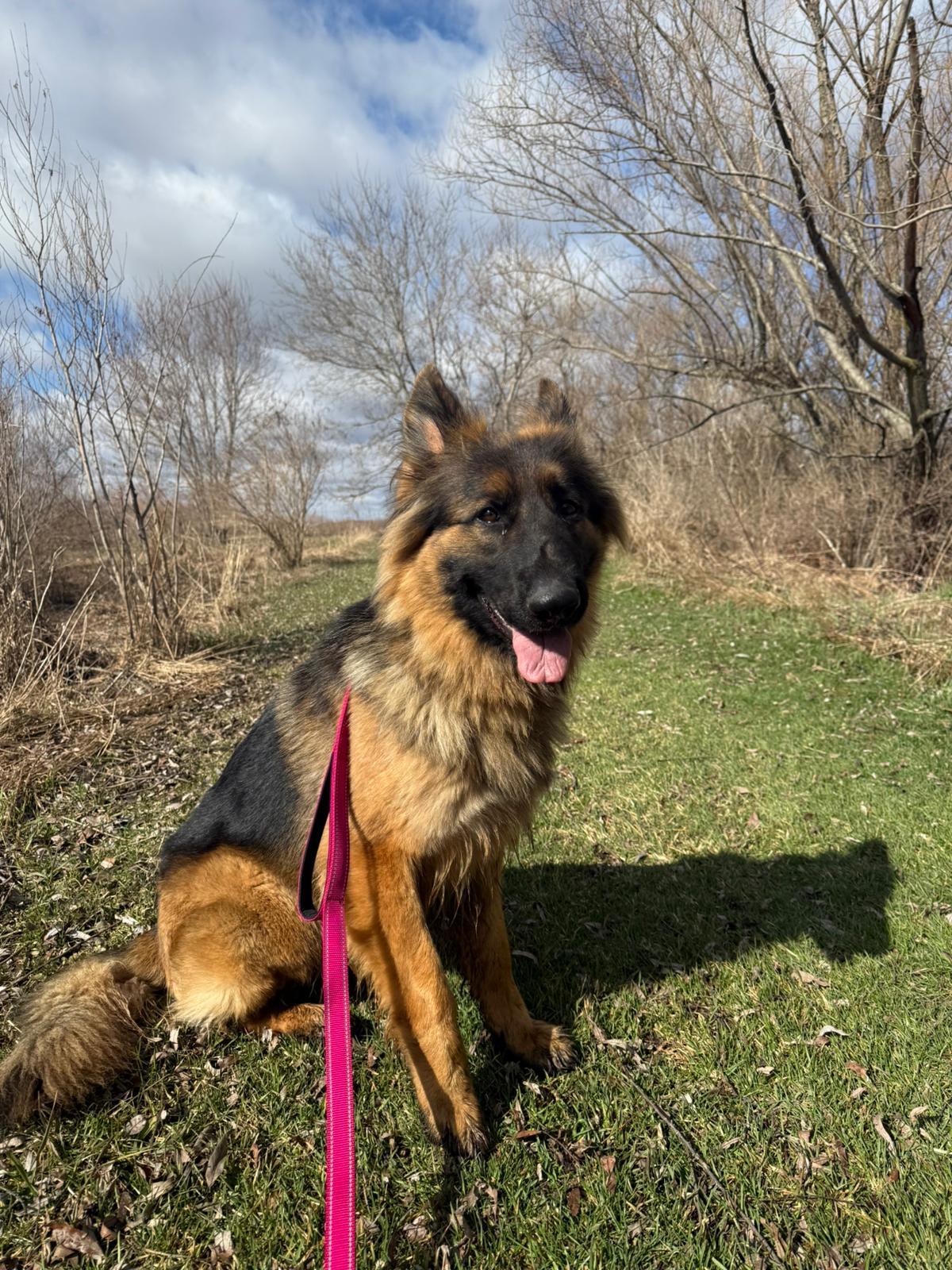 Enlarge Cali, a ADOPTABLE German Shepherd Dog in Everett, ON image 3/4