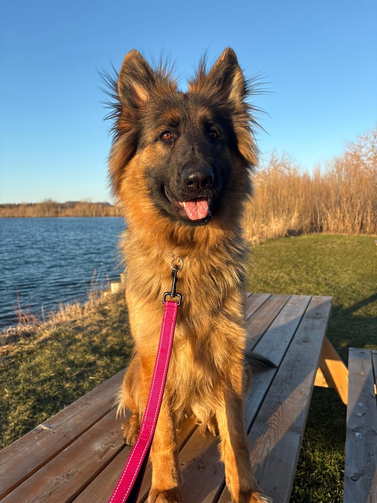 Enlarge Cali, a ADOPTABLE German Shepherd Dog in Everett, ON image 1/4