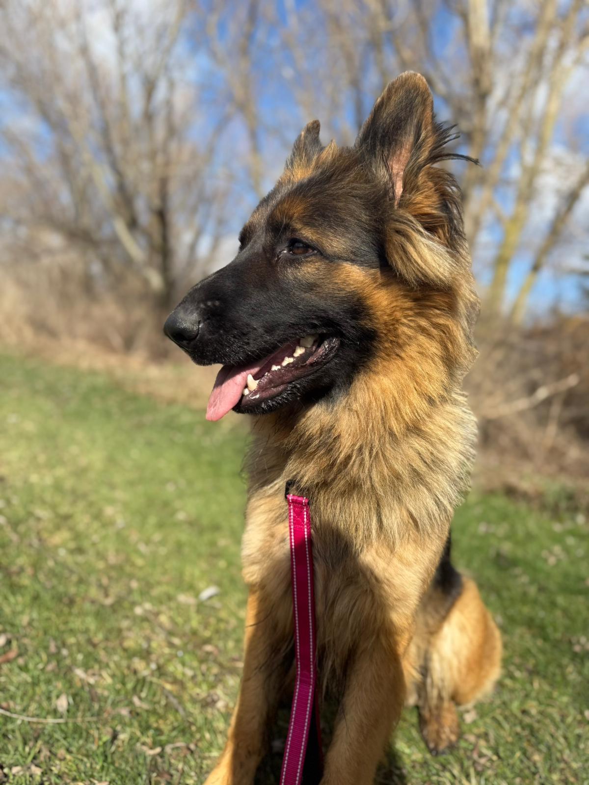 Enlarge Cali, a ADOPTABLE German Shepherd Dog in Everett, ON image 4/4