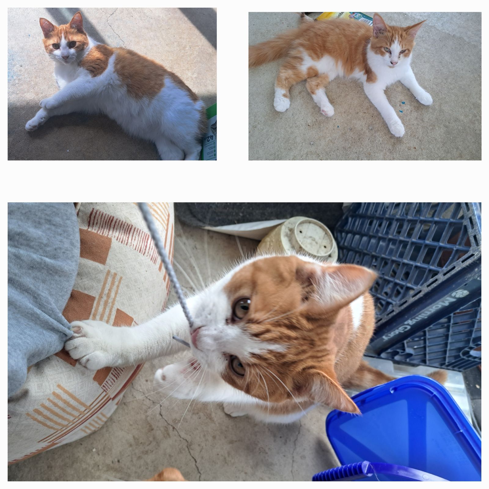 Montie, Adoptable, Adult Male Domestic Short Hair.