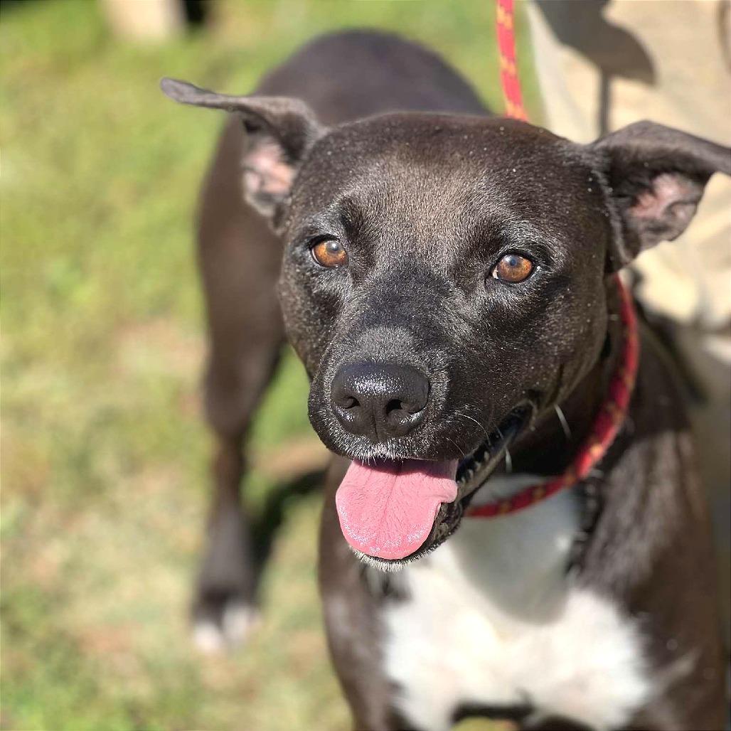 Enlarge Dash, a Adoptable Mixed Breed in Huntington, WV image 1/5