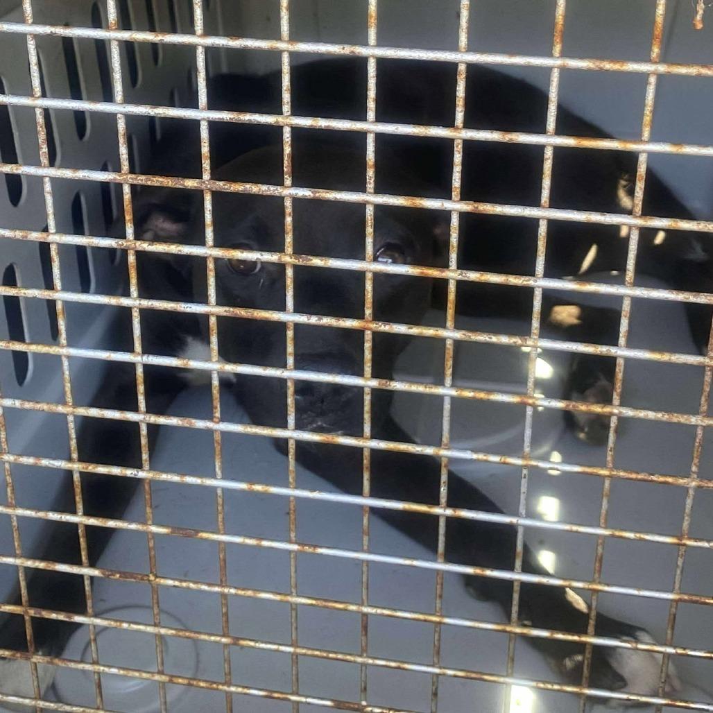 Enlarge Dash, a Adoptable Mixed Breed in Huntington, WV image 2/5