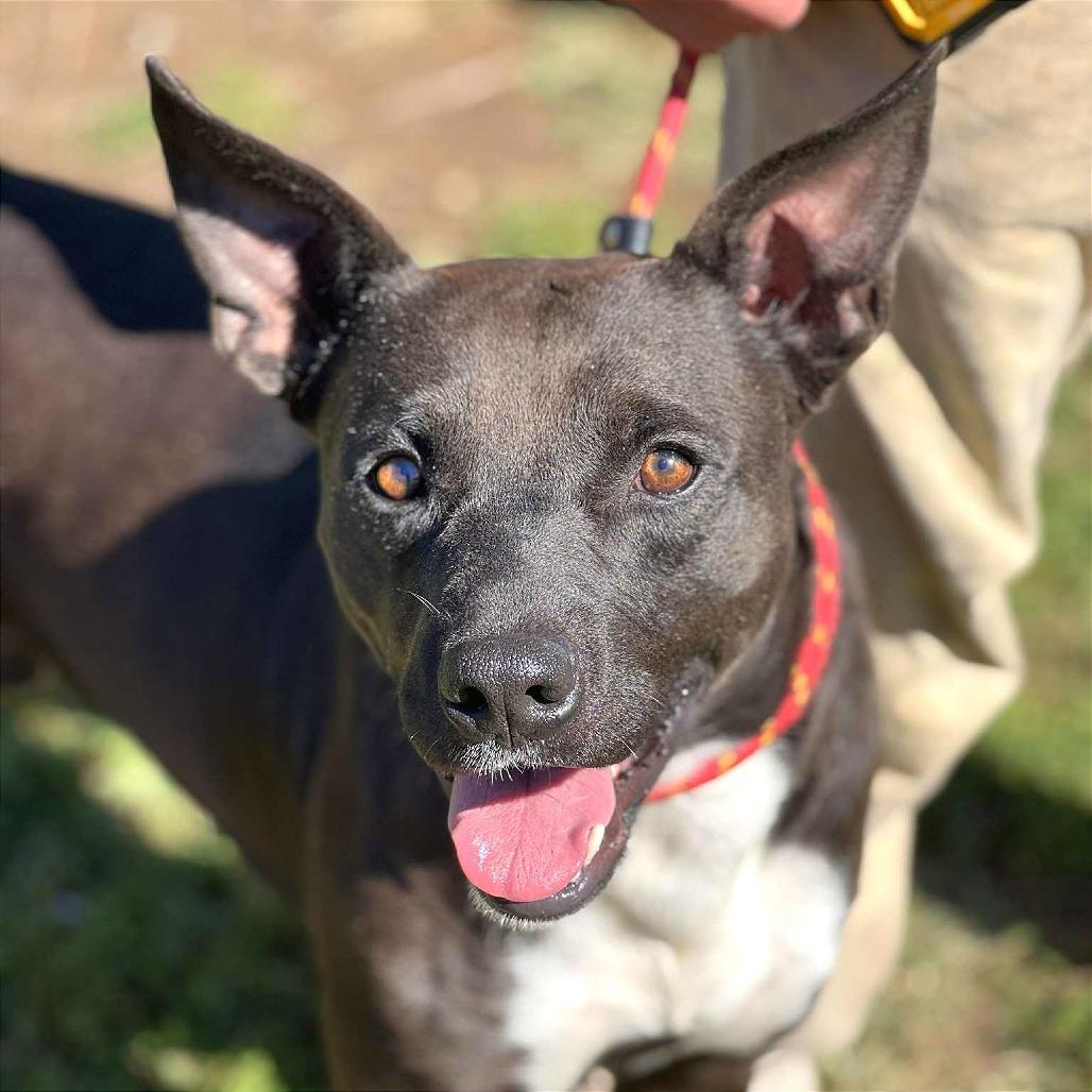 Enlarge Dash, a Adoptable Mixed Breed in Huntington, WV image 4/5