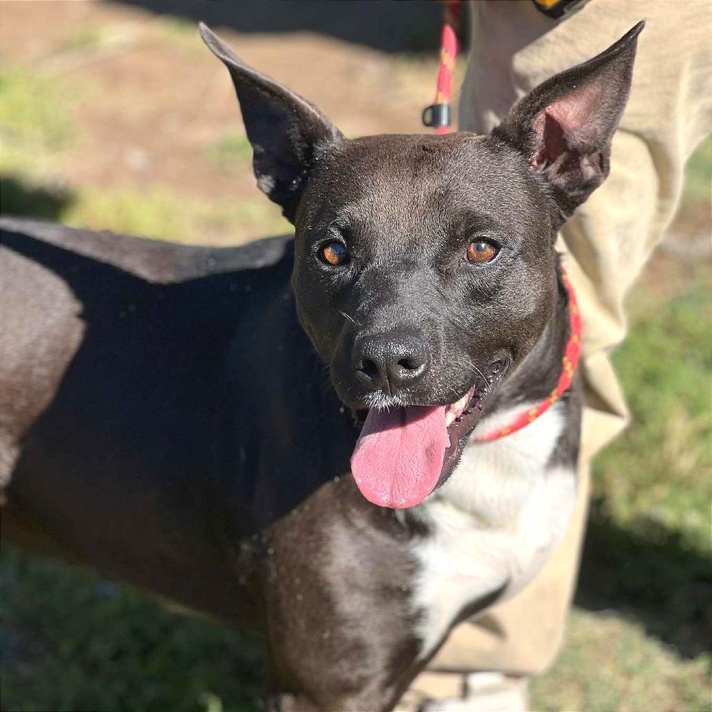 Enlarge Dash, a Adoptable Mixed Breed in Huntington, WV image 5/5