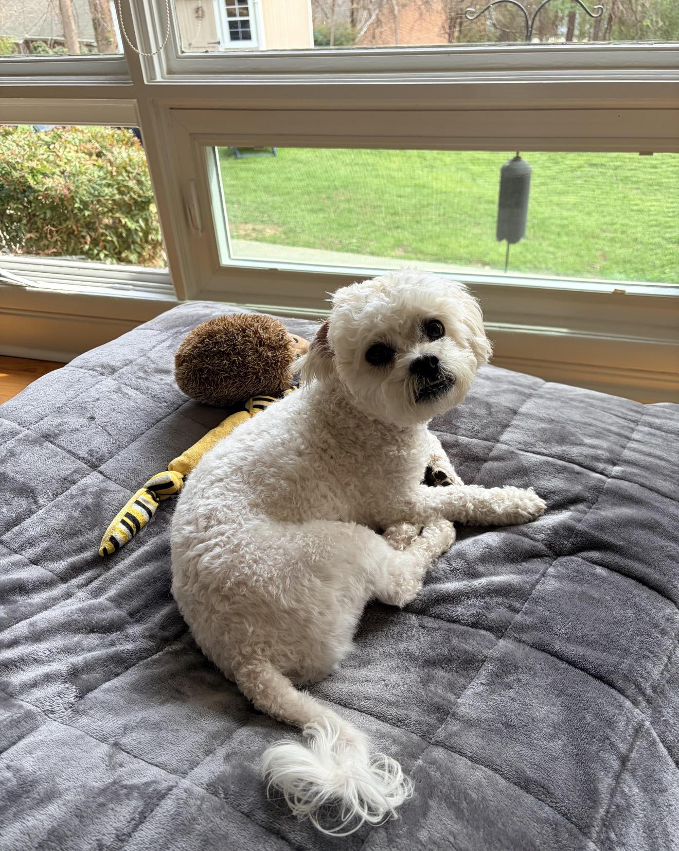 Enlarge Teddy, a Adoptable Bichon Frise in Hillsborough, NC image 2/3