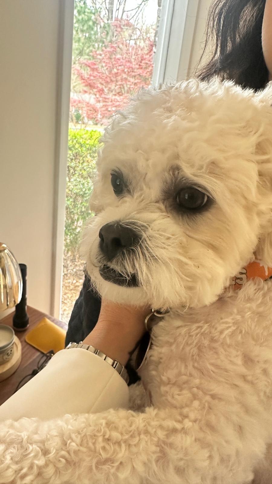 Enlarge Teddy, a Adoptable Bichon Frise in Hillsborough, NC image 3/3