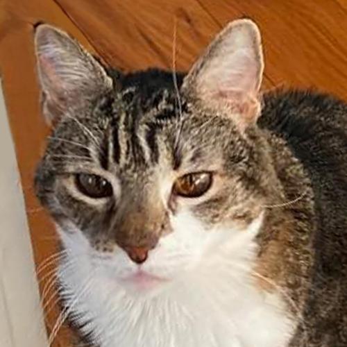 Jasmine, Senior Female Domestic Short Hair