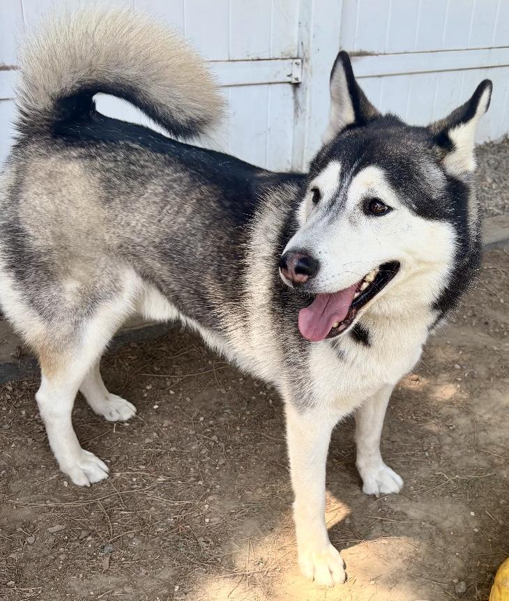 Ranger, Adoptable, Adult Male Siberian Husky & Husky.