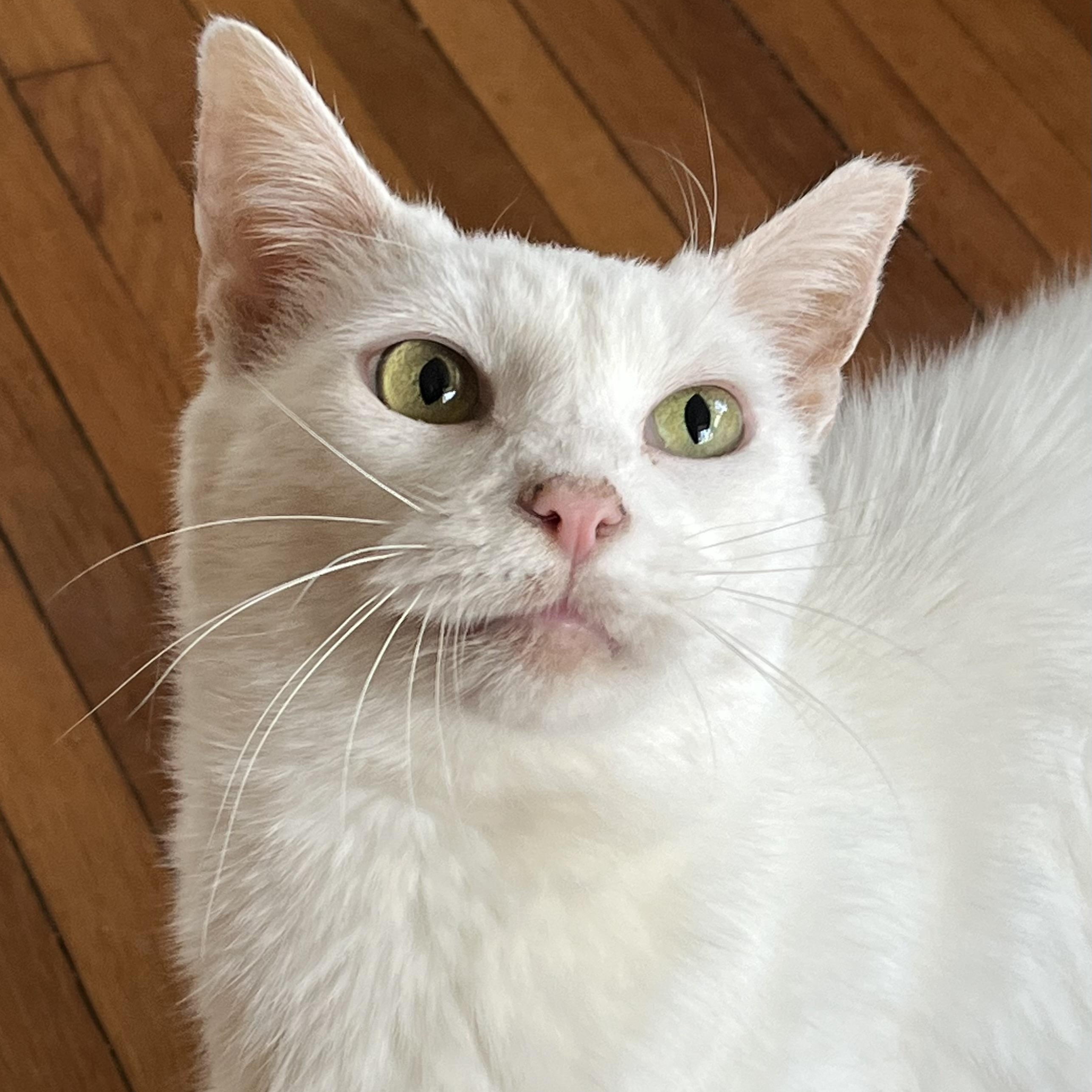 Nieve (snow angel), Adoptable, Adult Female Domestic Short Hair.
