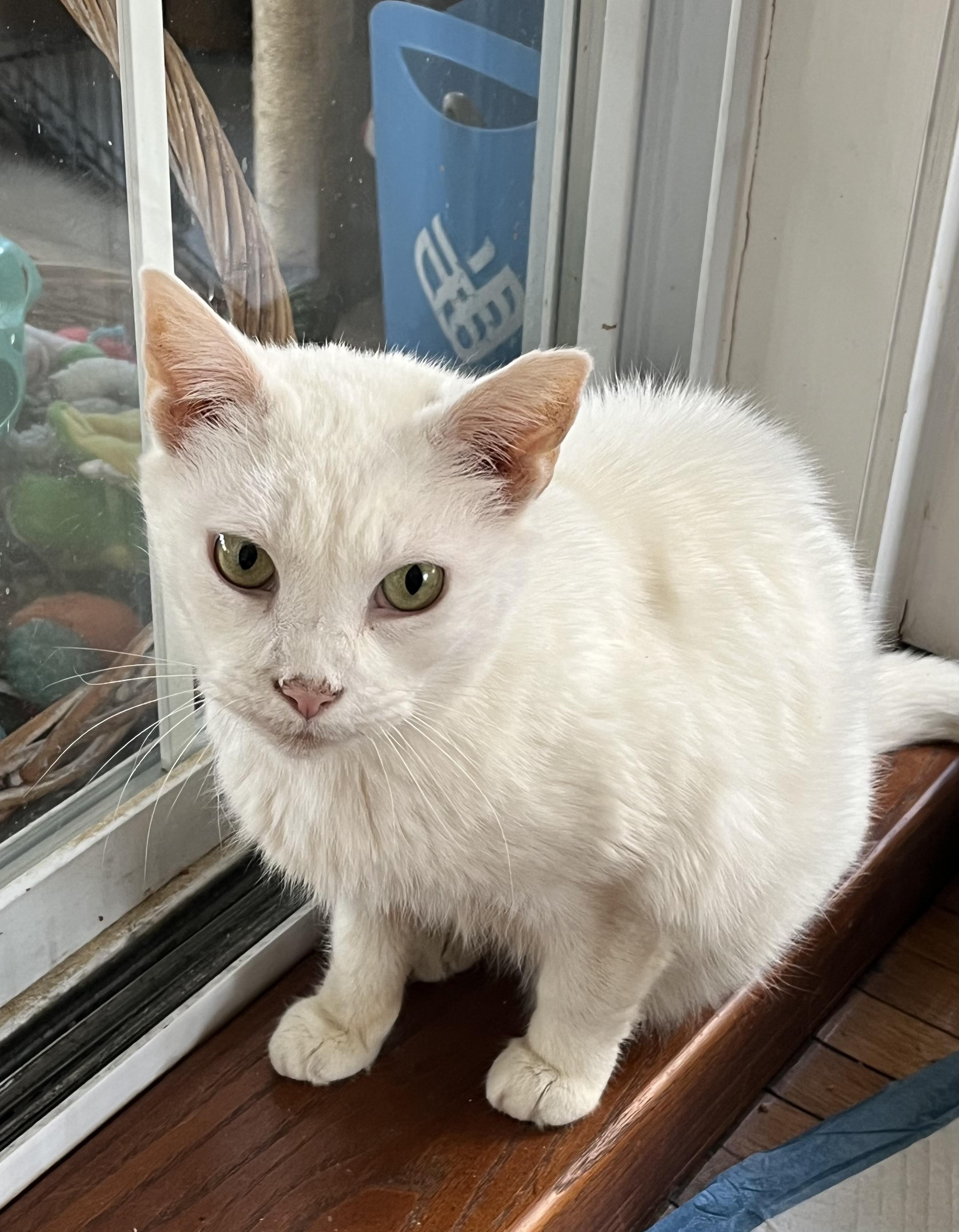 Nieve (snow angel), a Adoptable Domestic Short Hair in Lemoyne, PA image 2/3