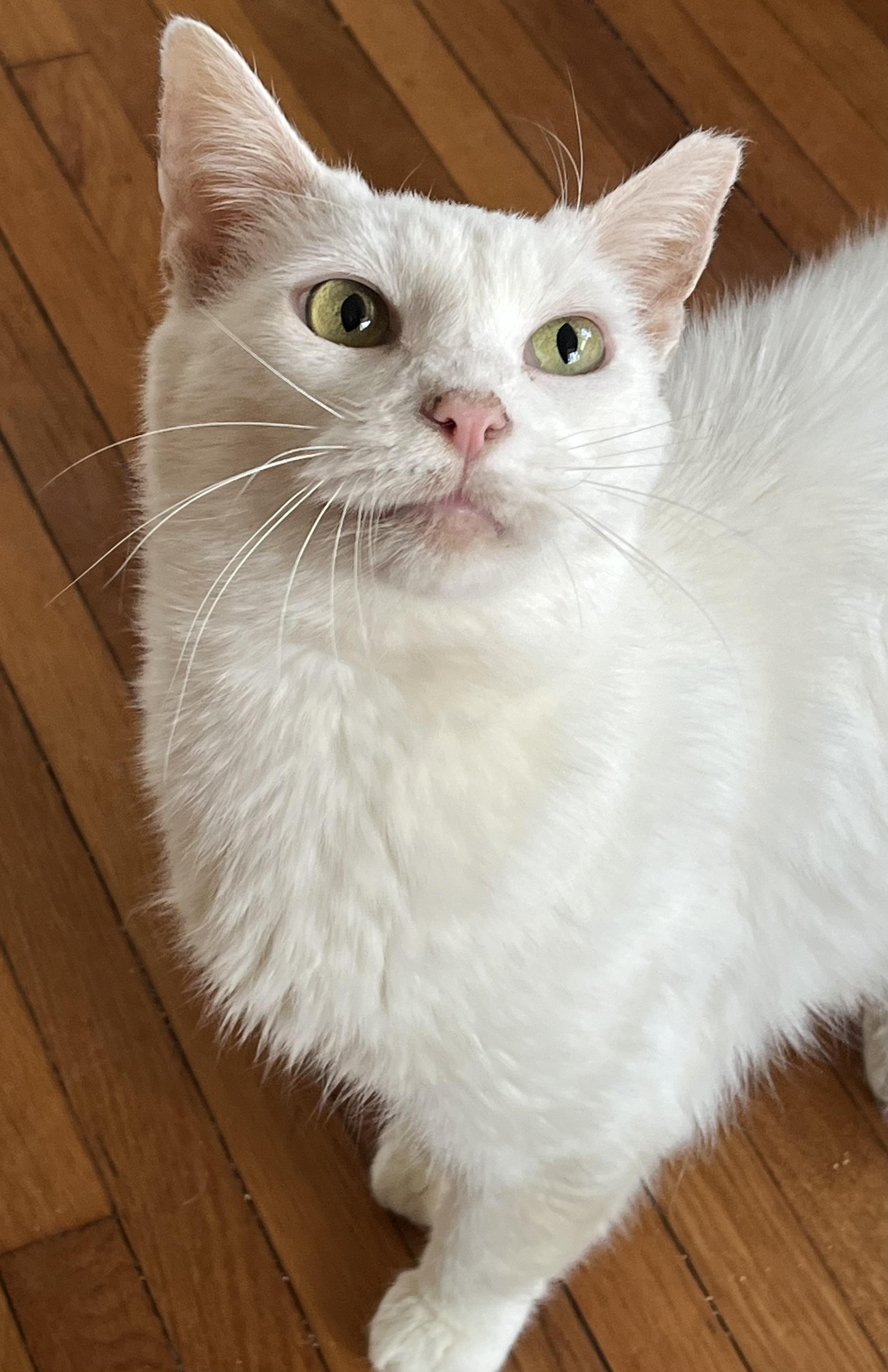 Nieve (snow angel), a Adoptable Domestic Short Hair in Lemoyne, PA image 3/3