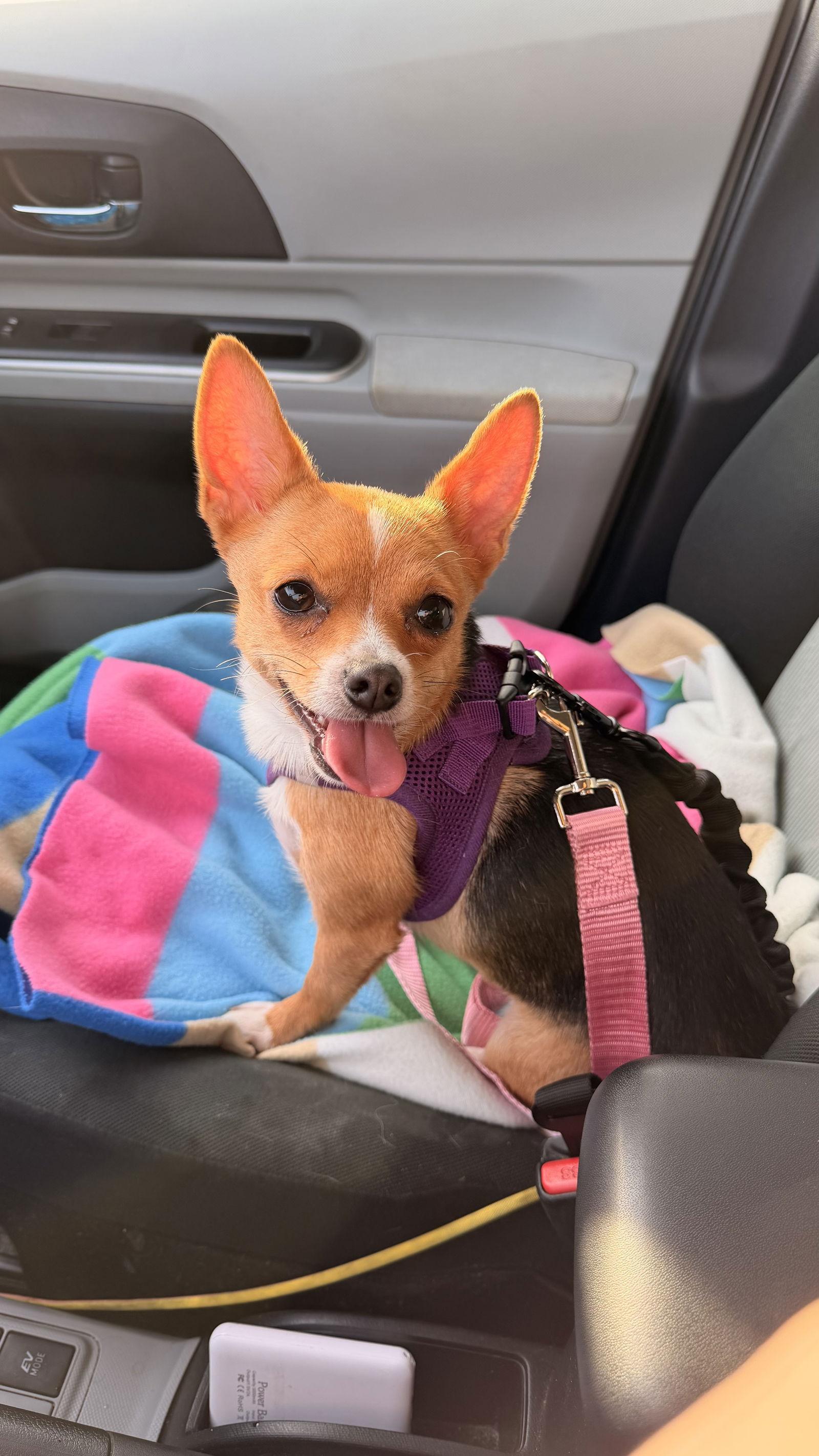 Enlarge Sienna, a Adoptable Chihuahua in Capistrano Beach, CA image 1/3