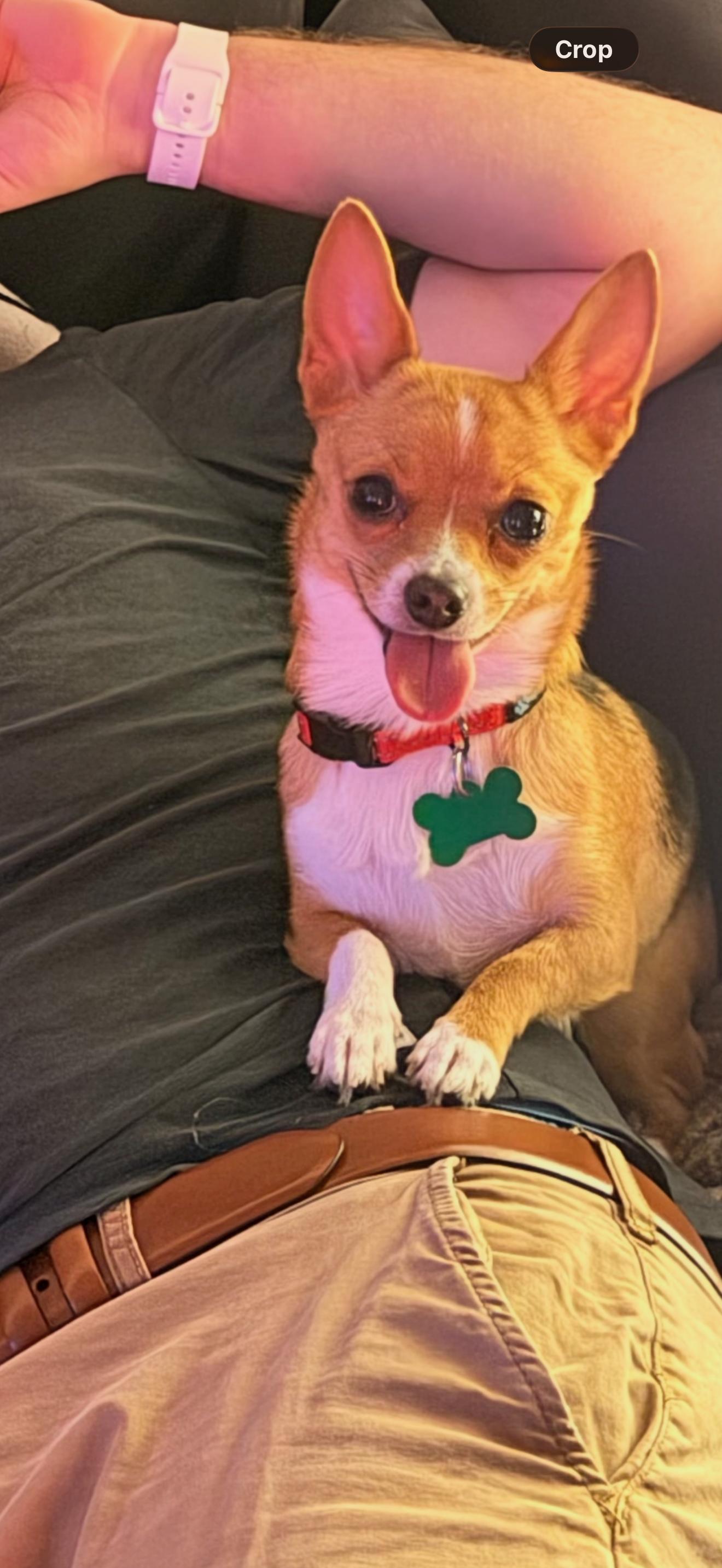 Enlarge Sienna, a Adoptable Chihuahua in Capistrano Beach, CA image 2/3