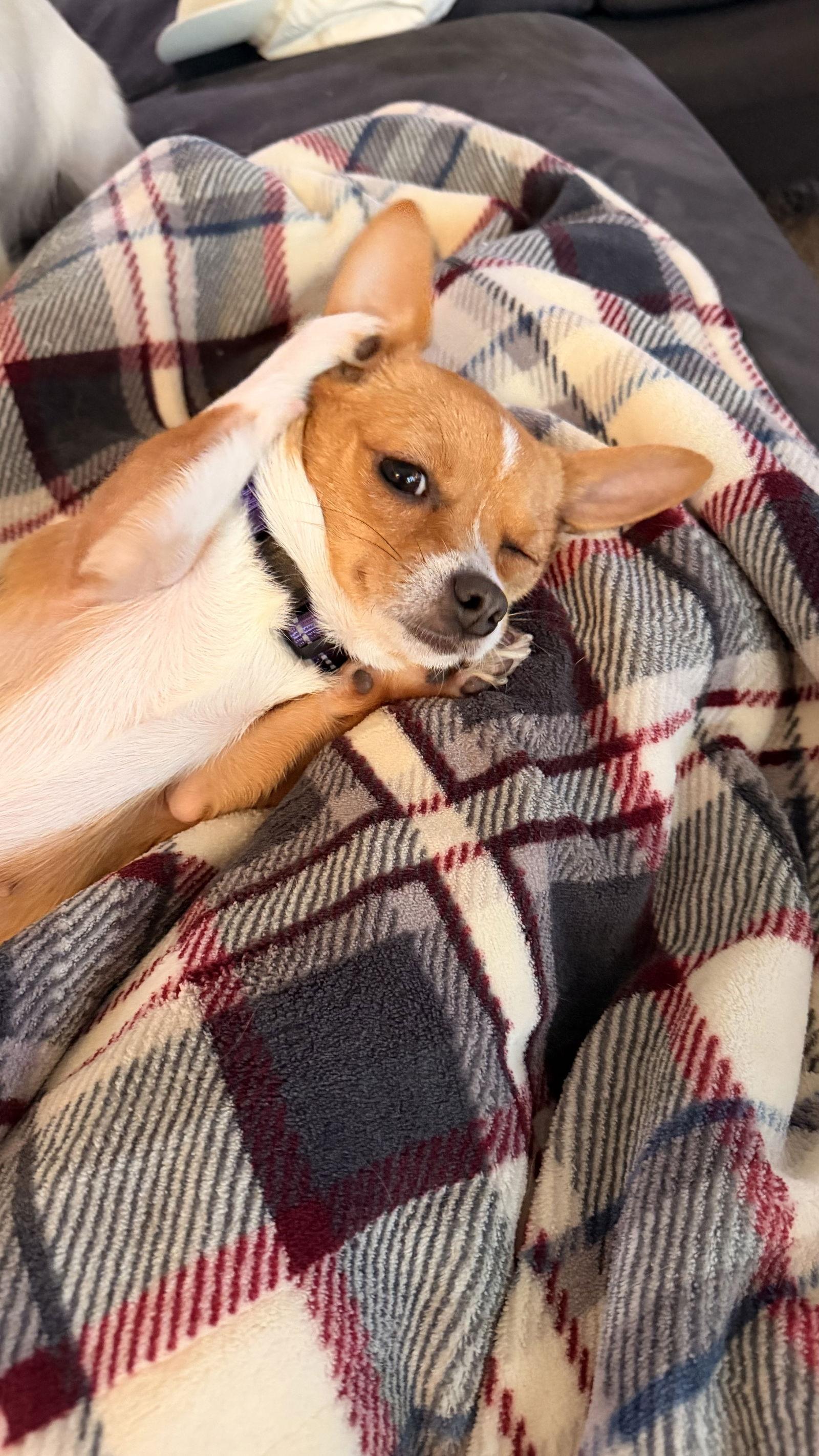 Enlarge Sienna, a Adoptable Chihuahua in Capistrano Beach, CA image 3/3