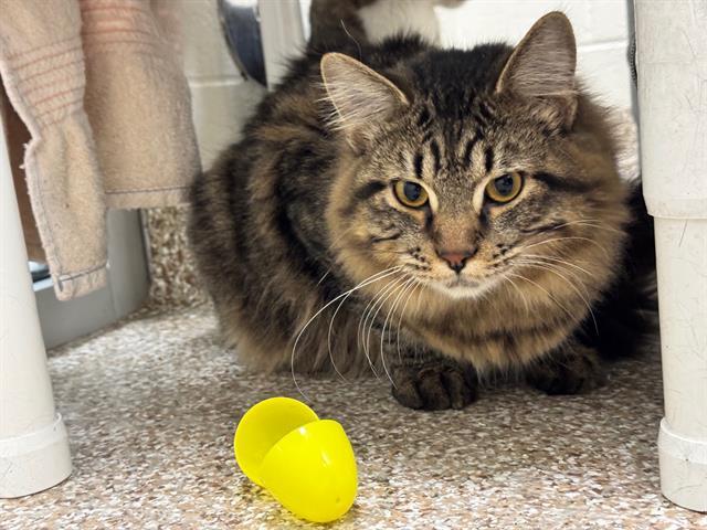 ROSCOE, Adoptable, Young Male Domestic Short Hair.