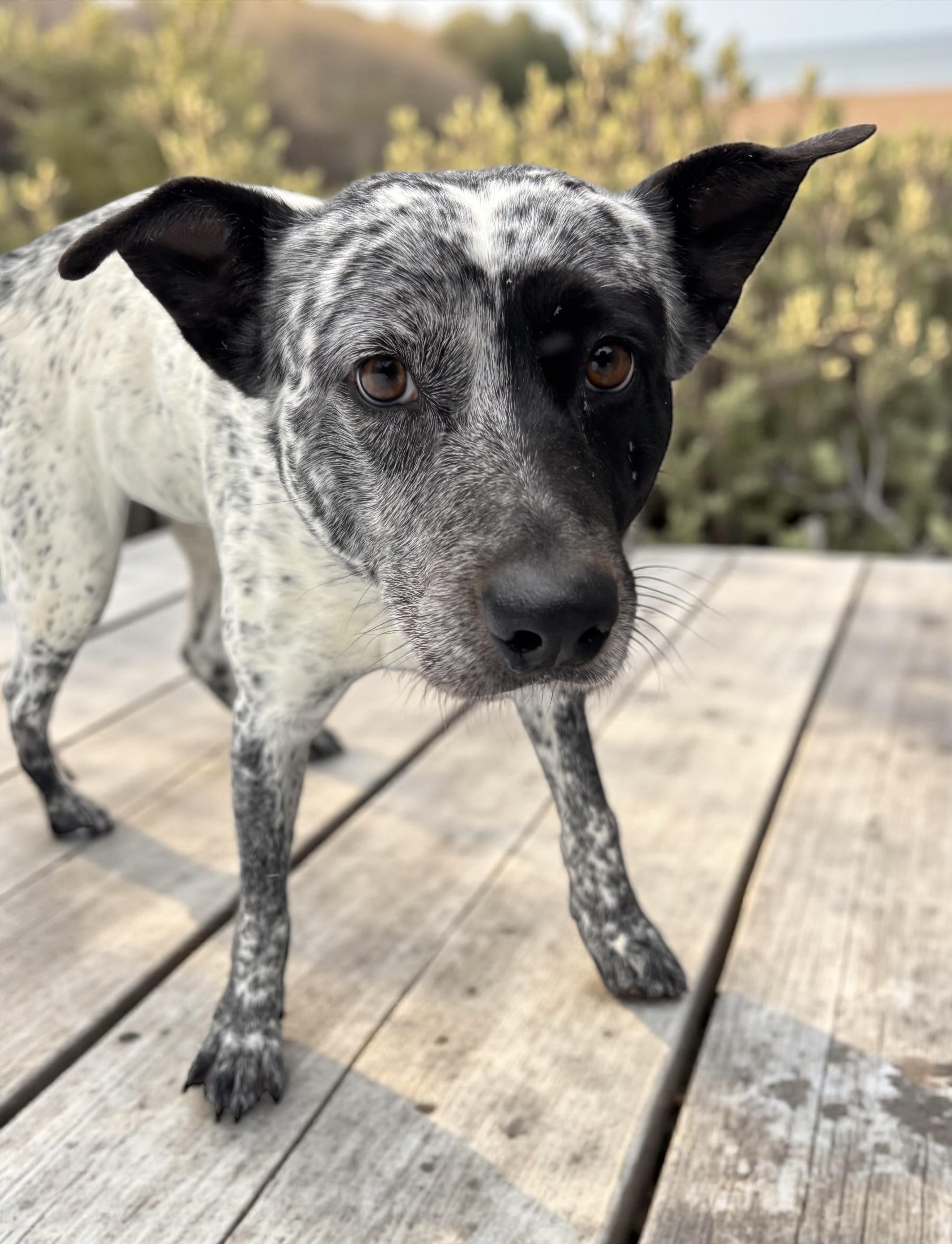 Enlarge Cool Whip, a ADOPTABLE Australian Cattle Dog / Blue Heeler in Athens, TX image 5/5