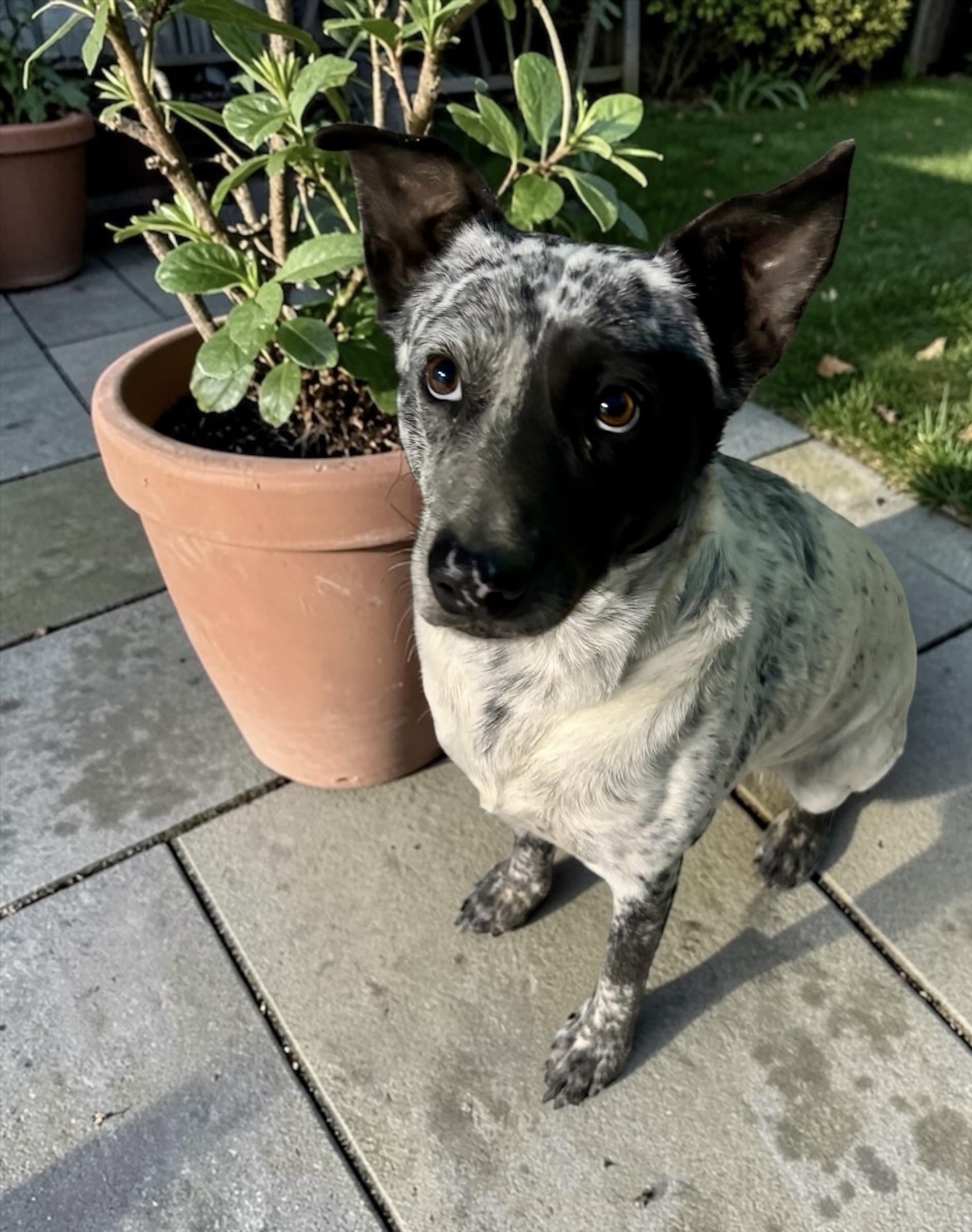 Enlarge Cool Whip, a ADOPTABLE Australian Cattle Dog / Blue Heeler in Athens, TX image 2/5