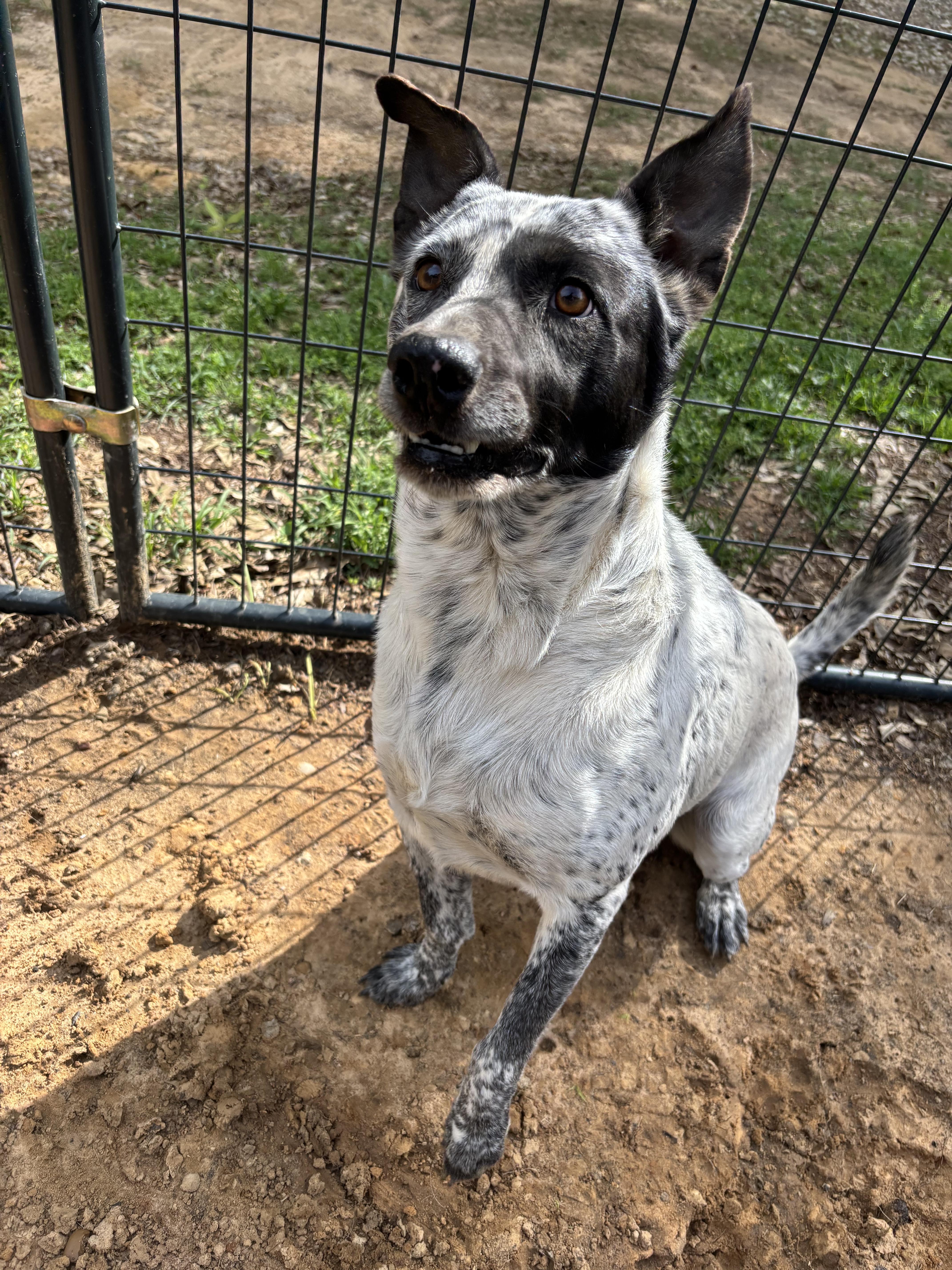 Enlarge Cool Whip, a ADOPTABLE Australian Cattle Dog / Blue Heeler in Athens, TX image 4/5