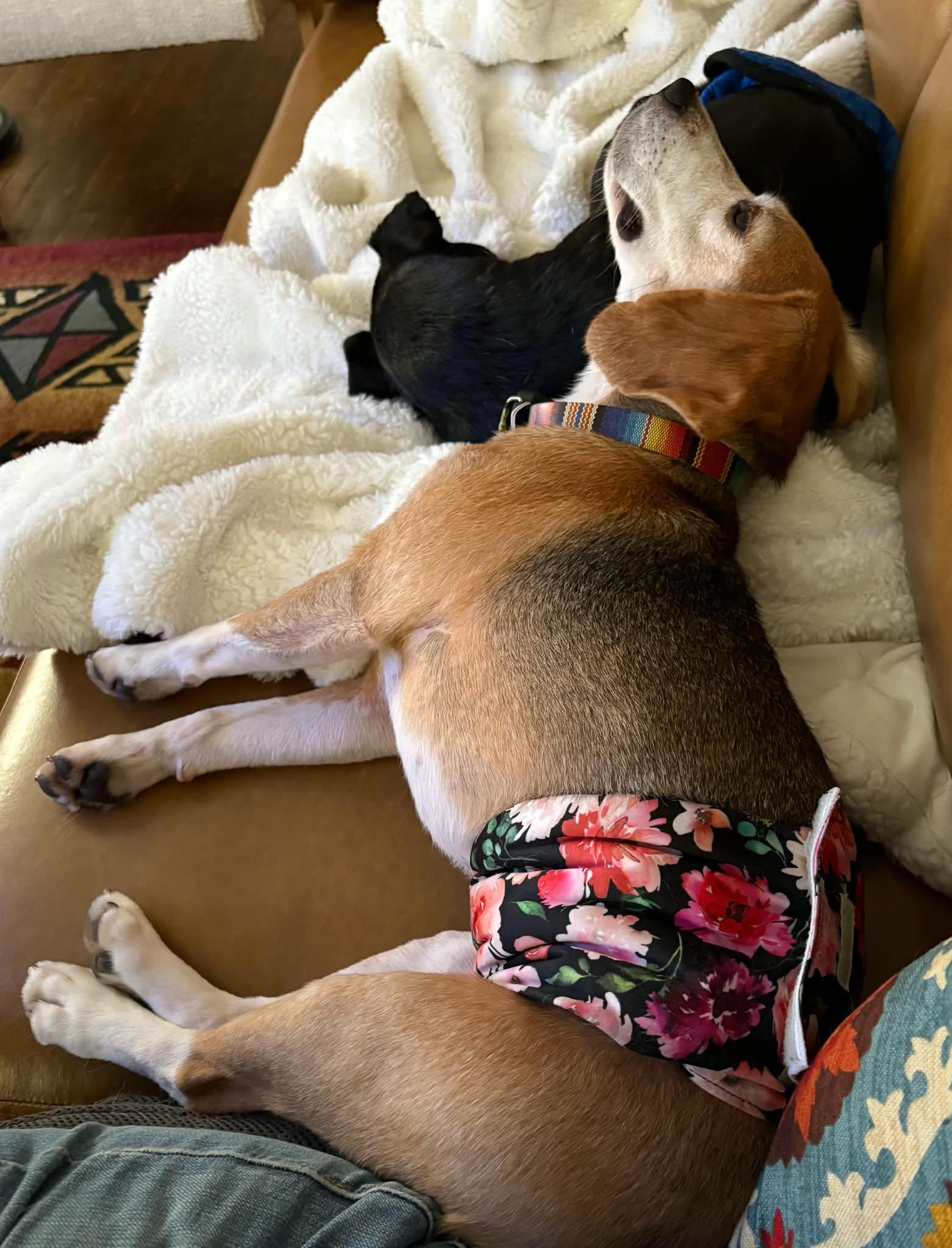 Enlarge Beni, a Adoptable Beagle in Whitewater, WI image 4/6