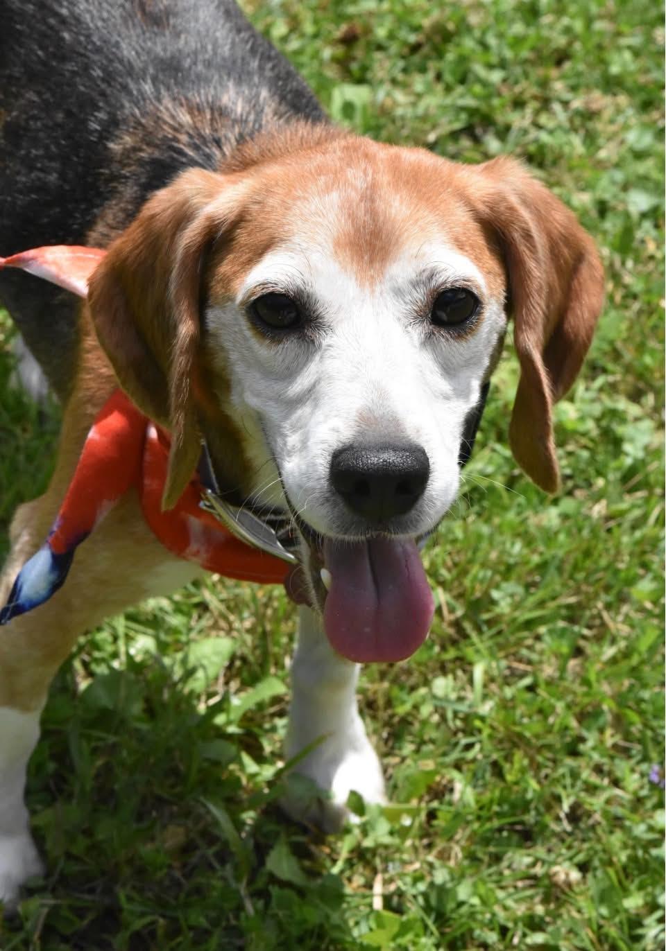 Beni, Adoptable, Adult Male Beagle.