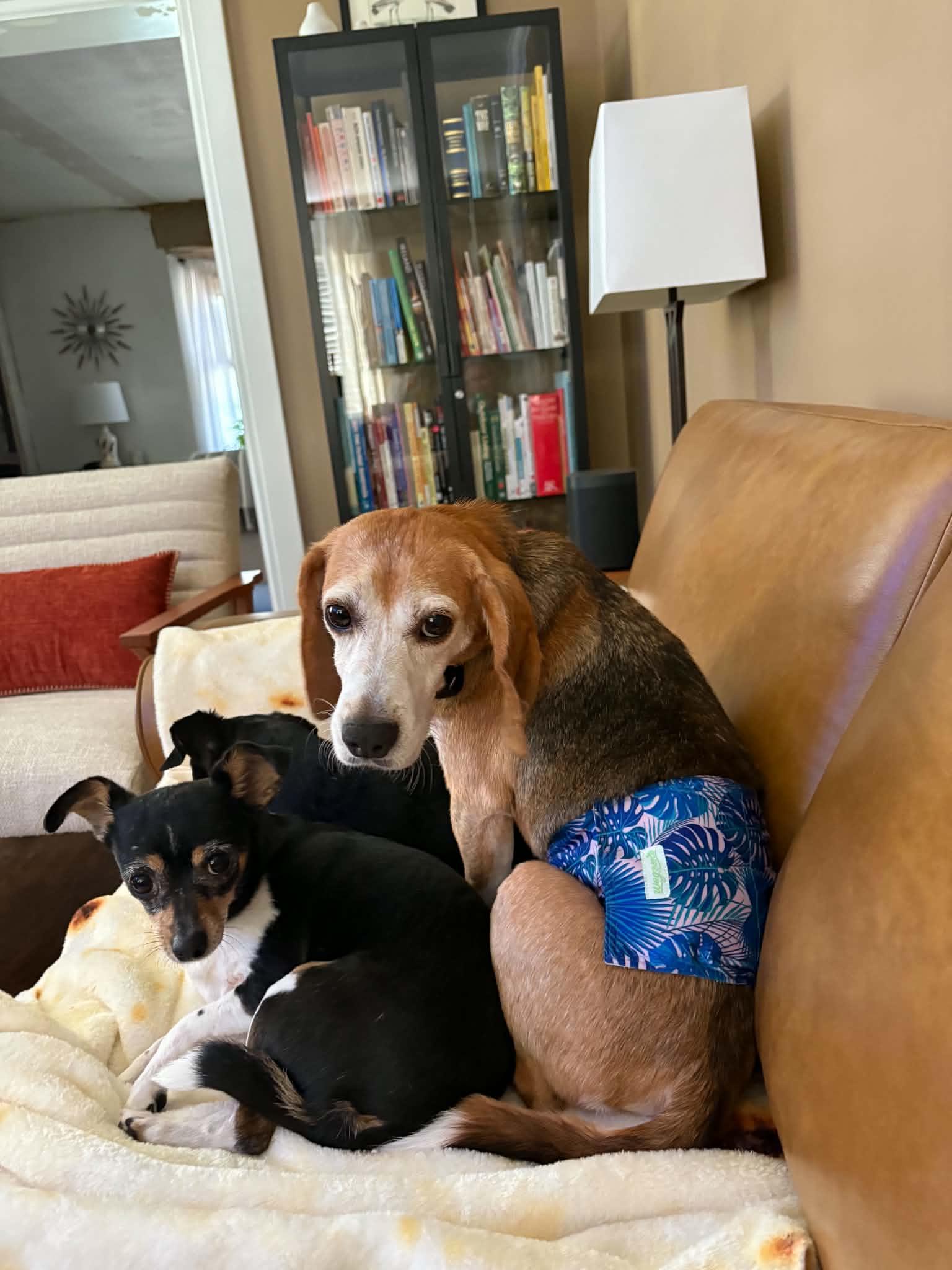 Enlarge Beni, a Adoptable Beagle in Whitewater, WI image 3/6
