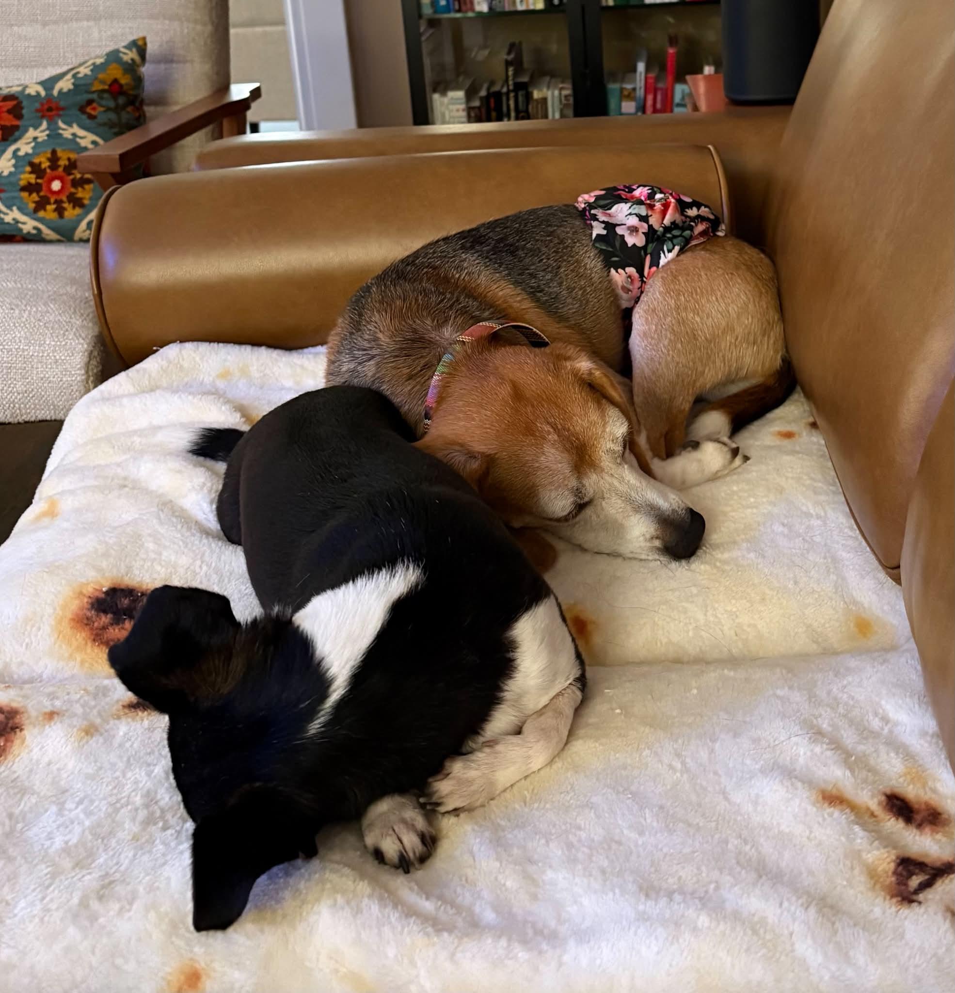 Enlarge Beni, a Adoptable Beagle in Whitewater, WI image 5/6