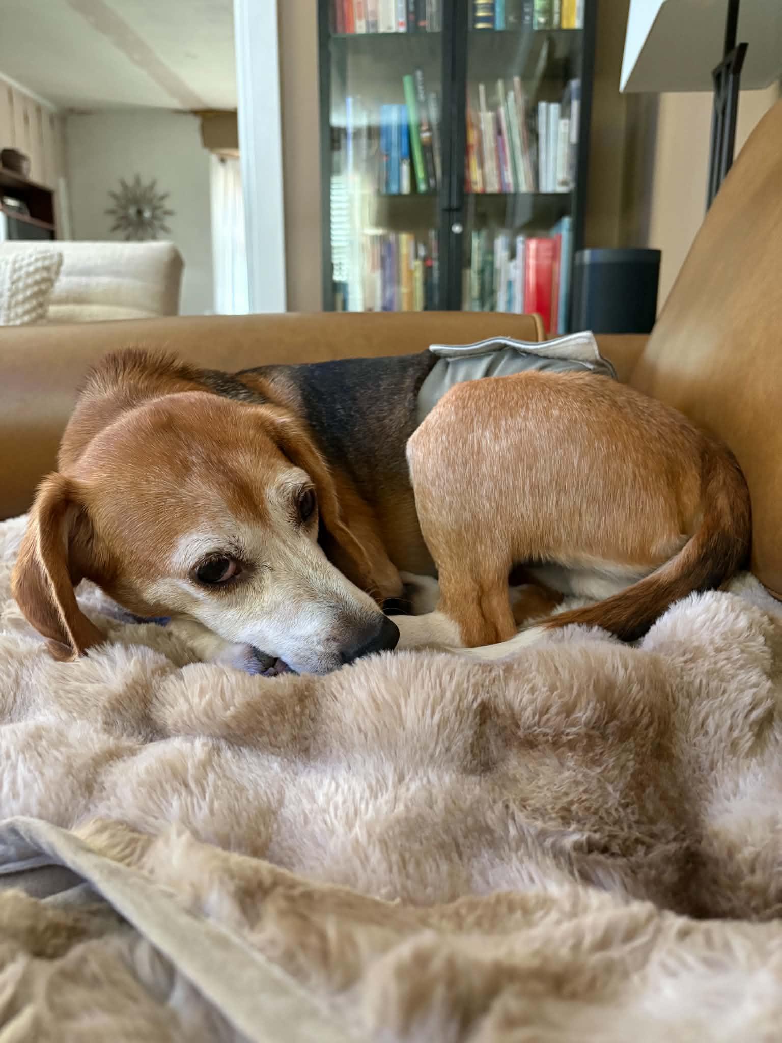 Enlarge Beni, a Adoptable Beagle in Whitewater, WI image 2/6