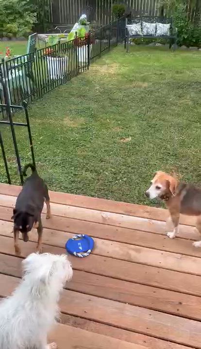 Enlarge Beni, a Adoptable Beagle in Whitewater, WI video 6/6