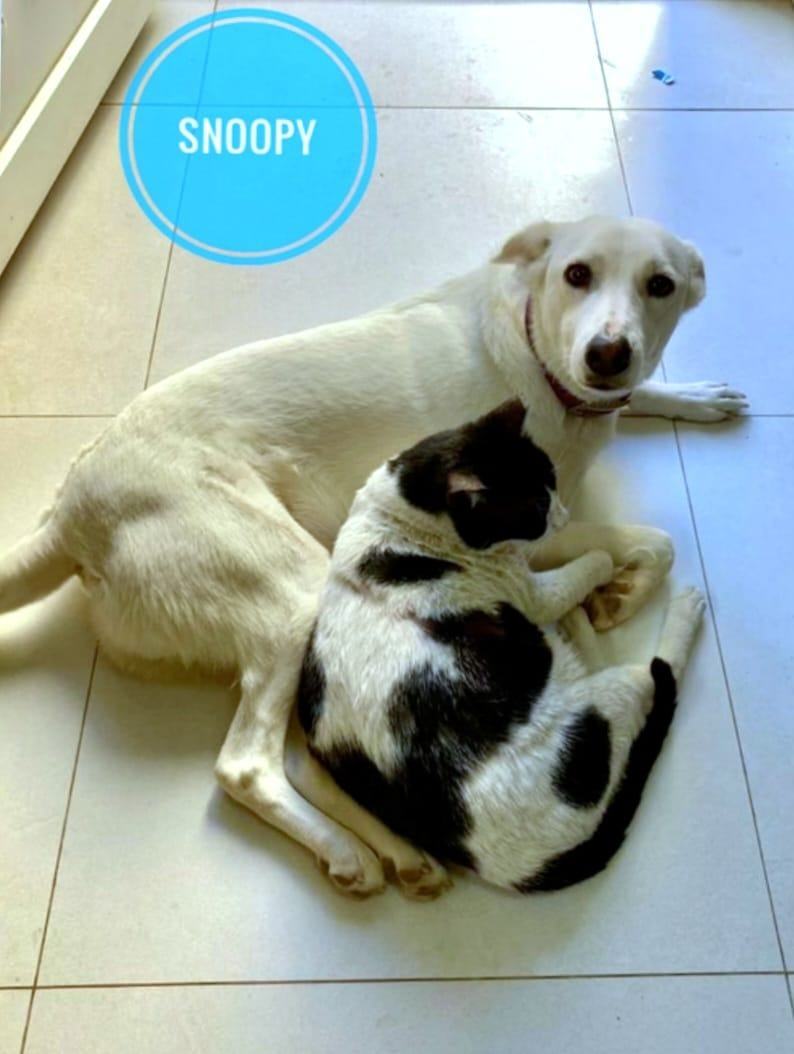 Snoopy 3
