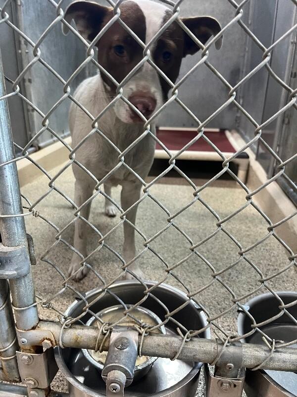 Enlarge Iris, a Adoptable Pit Bull Terrier in Supply, NC image 2/2