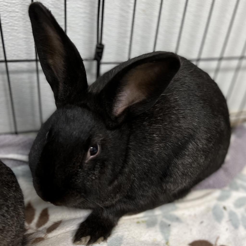 Enlarge Eleven, a Adoptable American in Kennesaw, GA image 1/5