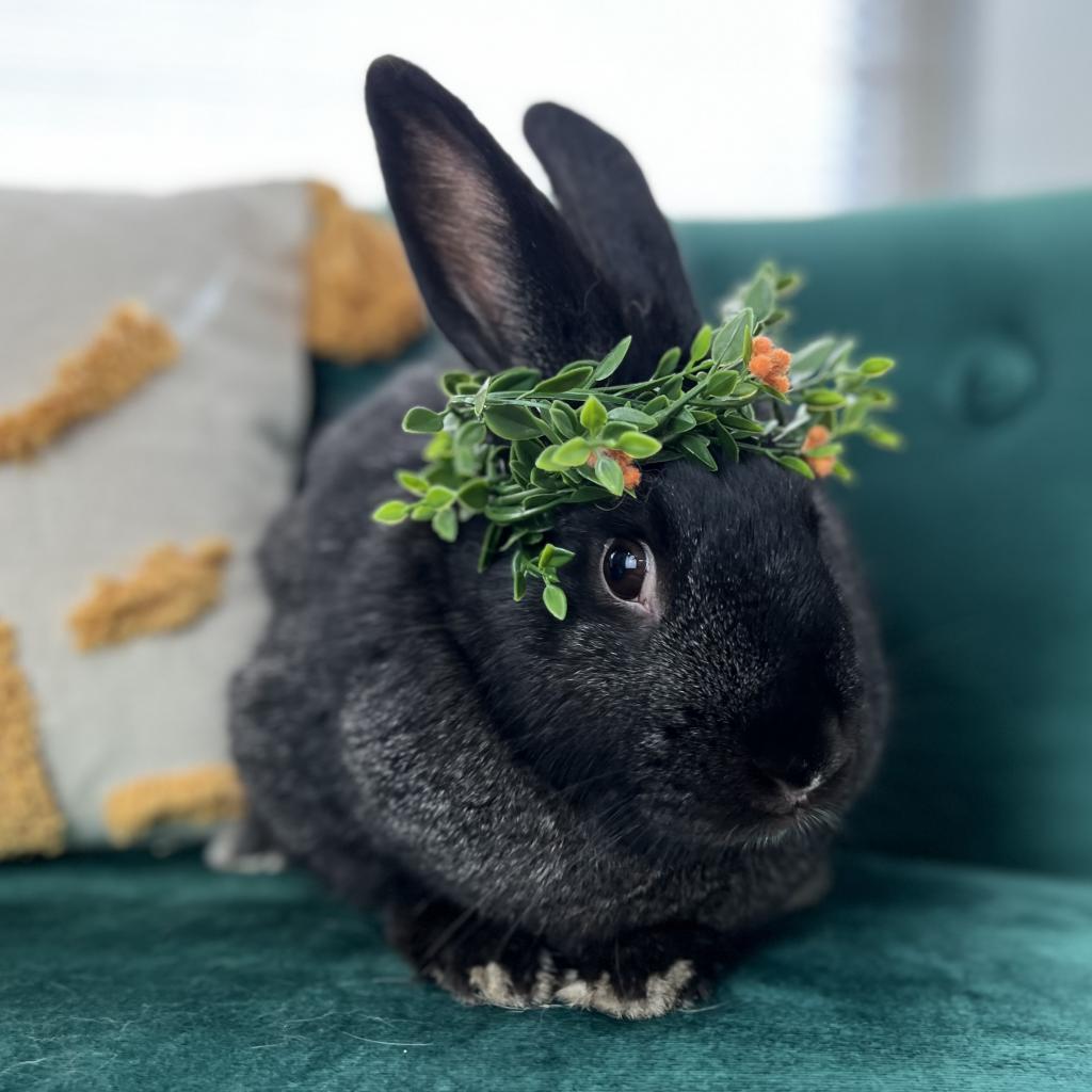 Enlarge Eleven, a Adoptable American in Kennesaw, GA image 2/5