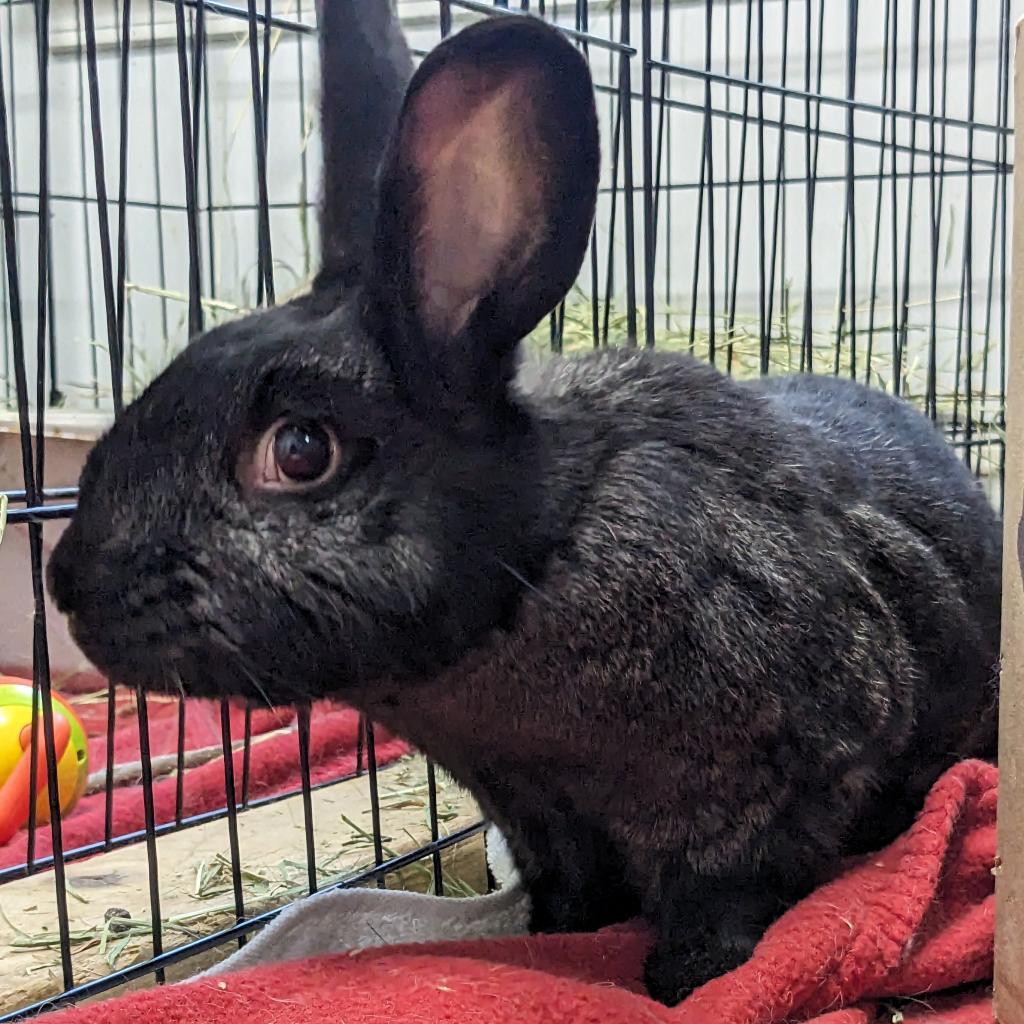 Enlarge Eleven, a Adoptable American in Kennesaw, GA image 3/5