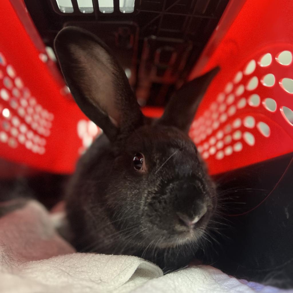 Enlarge Eleven, a Adoptable American in Kennesaw, GA image 4/5