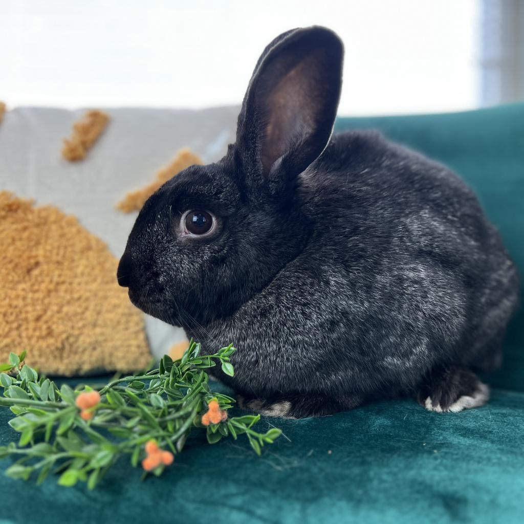 Enlarge Eleven, a Adoptable American in Kennesaw, GA image 5/5