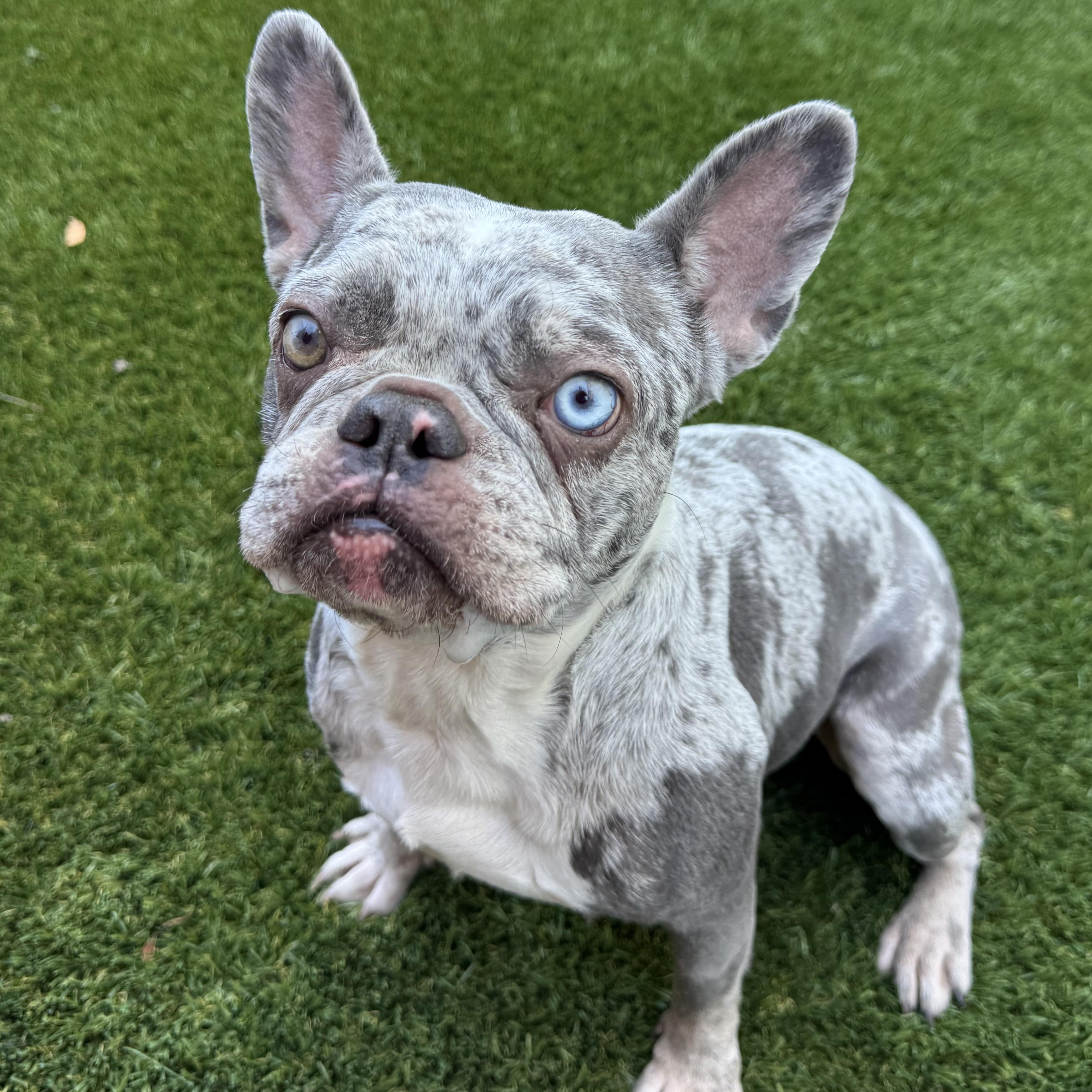 Elsa , adopted, Adult Female French Bulldog.