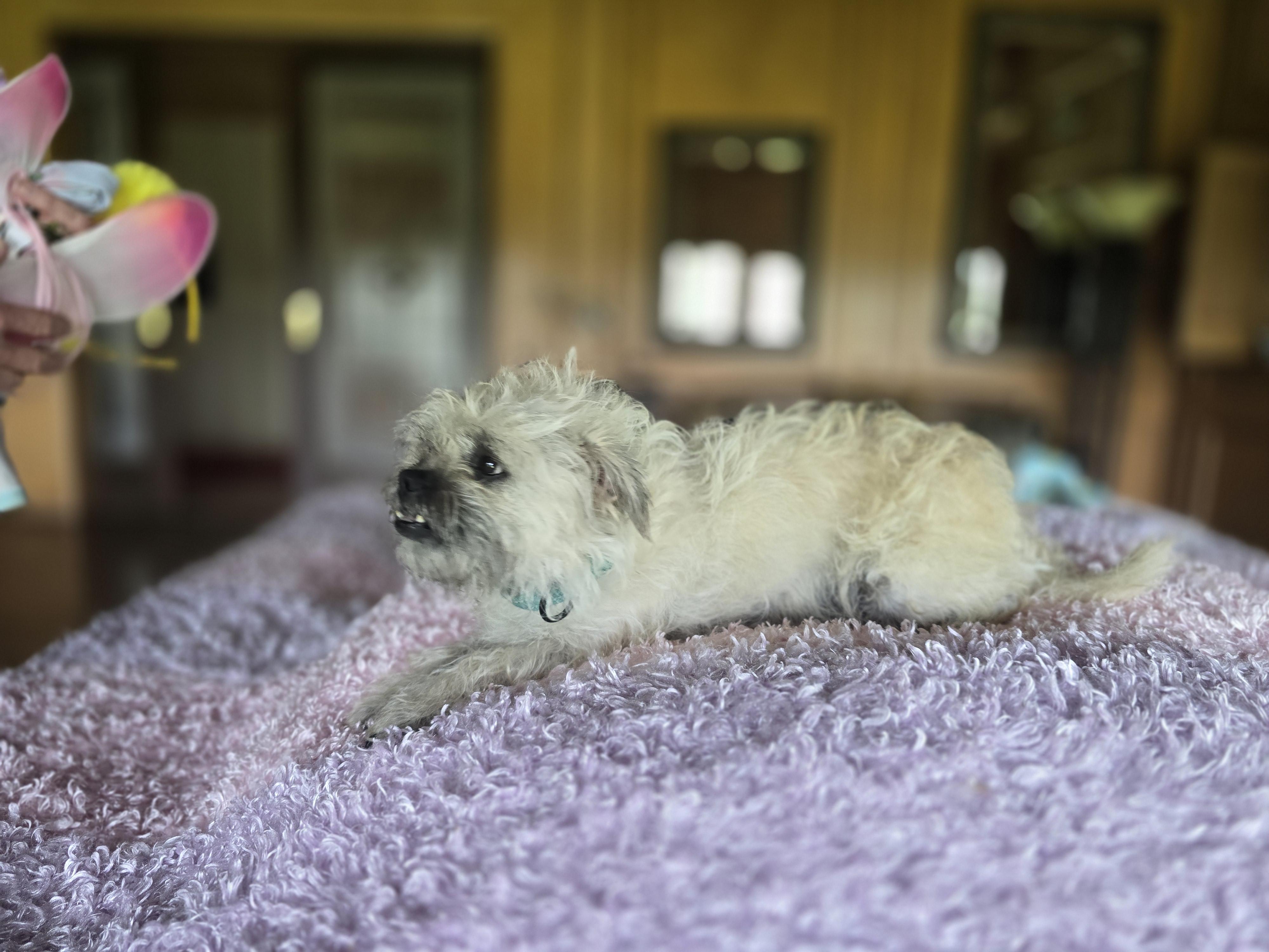 Dumpling, an adopted mixed breed in St Louis, MO image 3/4