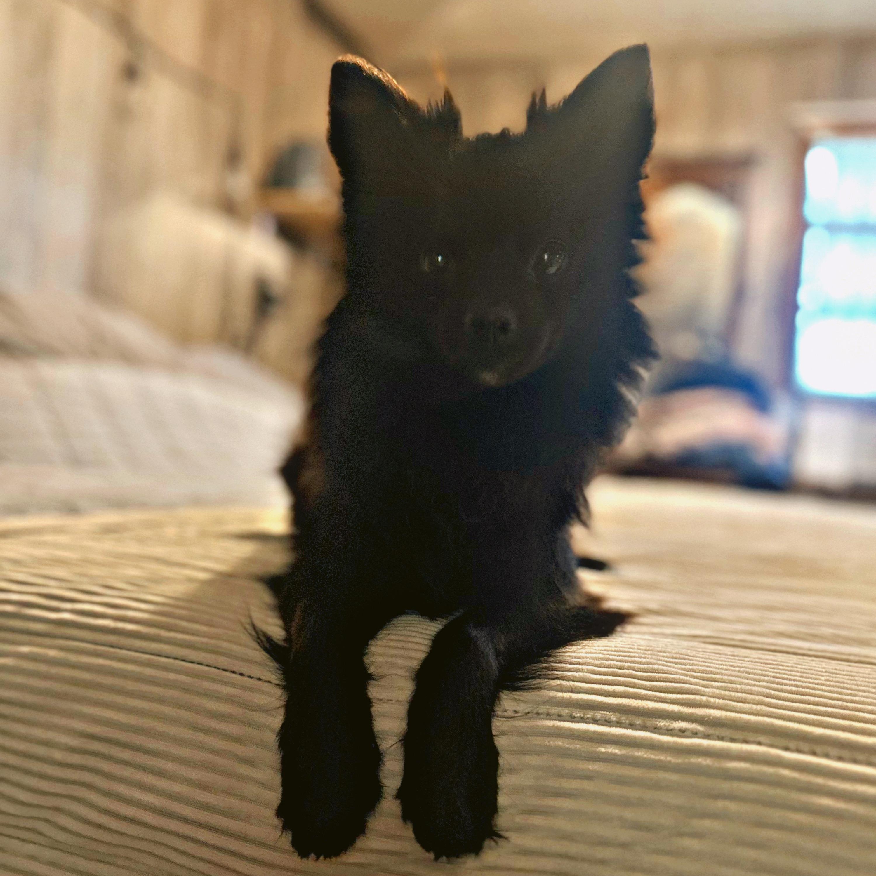 Enlarge Pluto, a Adopted mixed breed in Foxworth, MS image 1/1