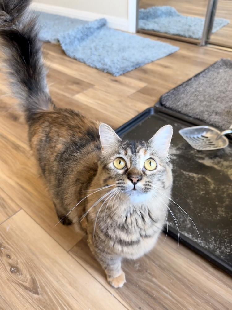 Baby 6, Adoptable, Young Female Domestic Short Hair.